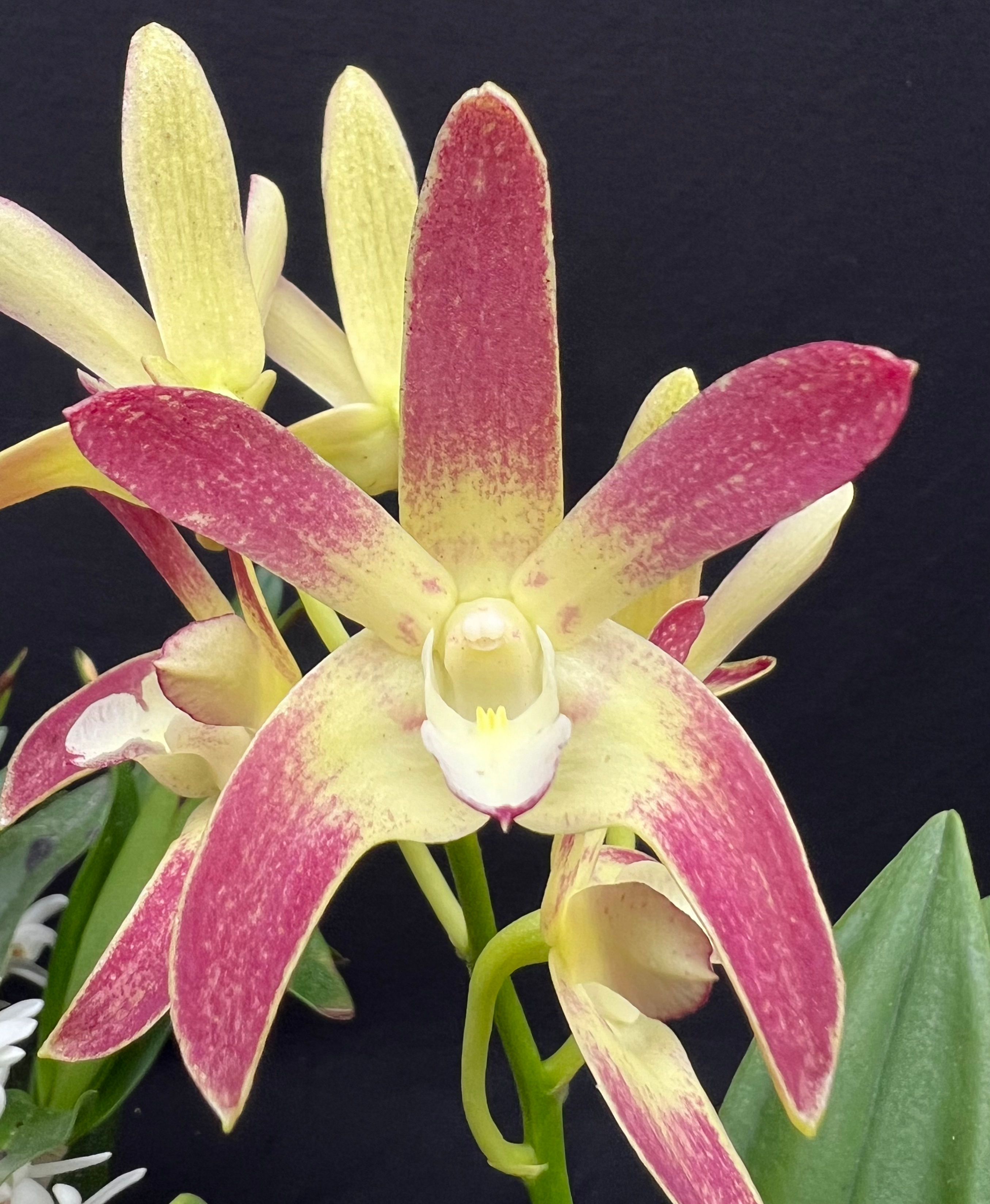 Dendrobium Eclipse remake flowering size seedling 140mm pot