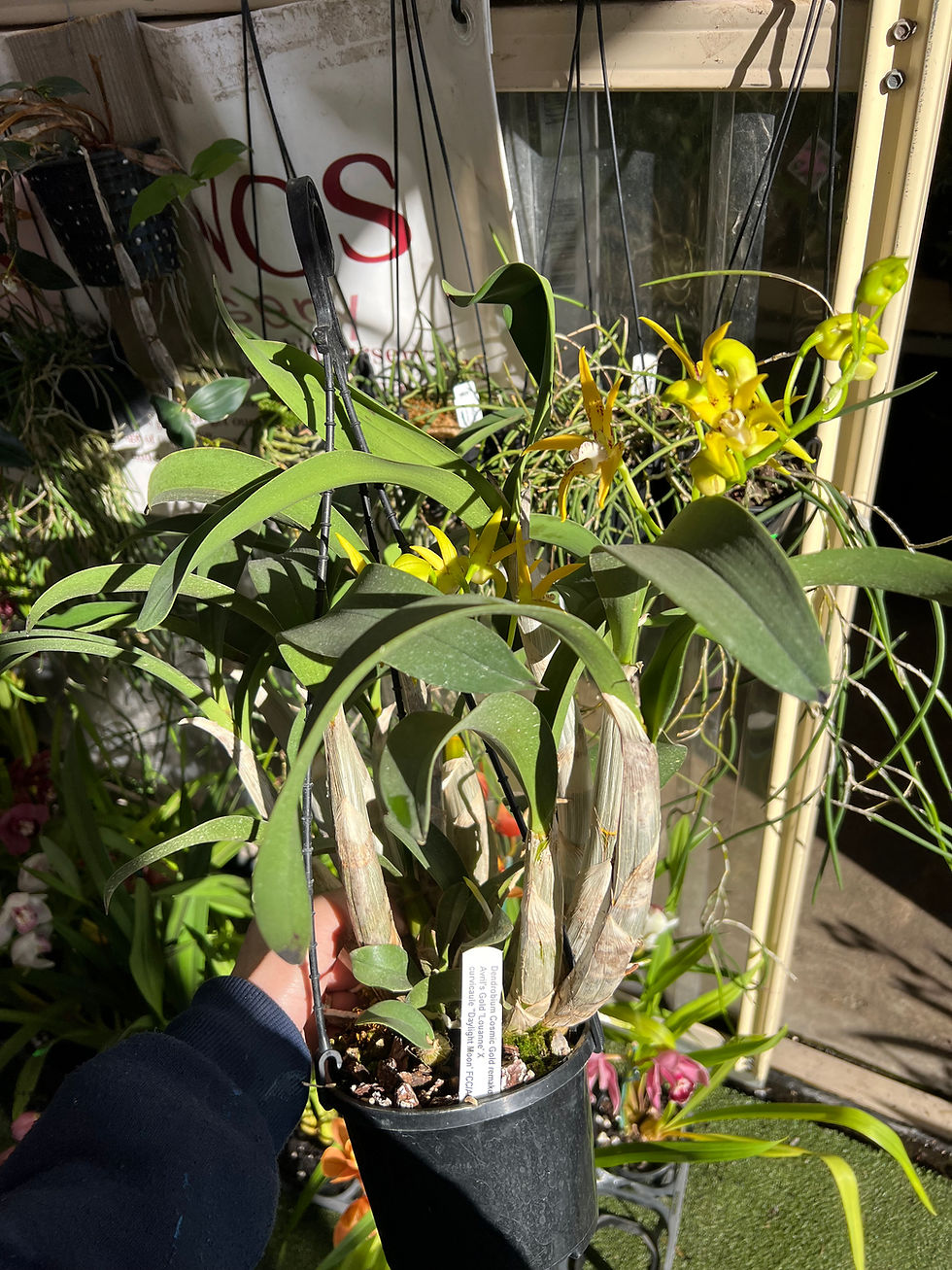 Thumbnail: Dendrobium Cosmic Gold first flowering 140mm pot