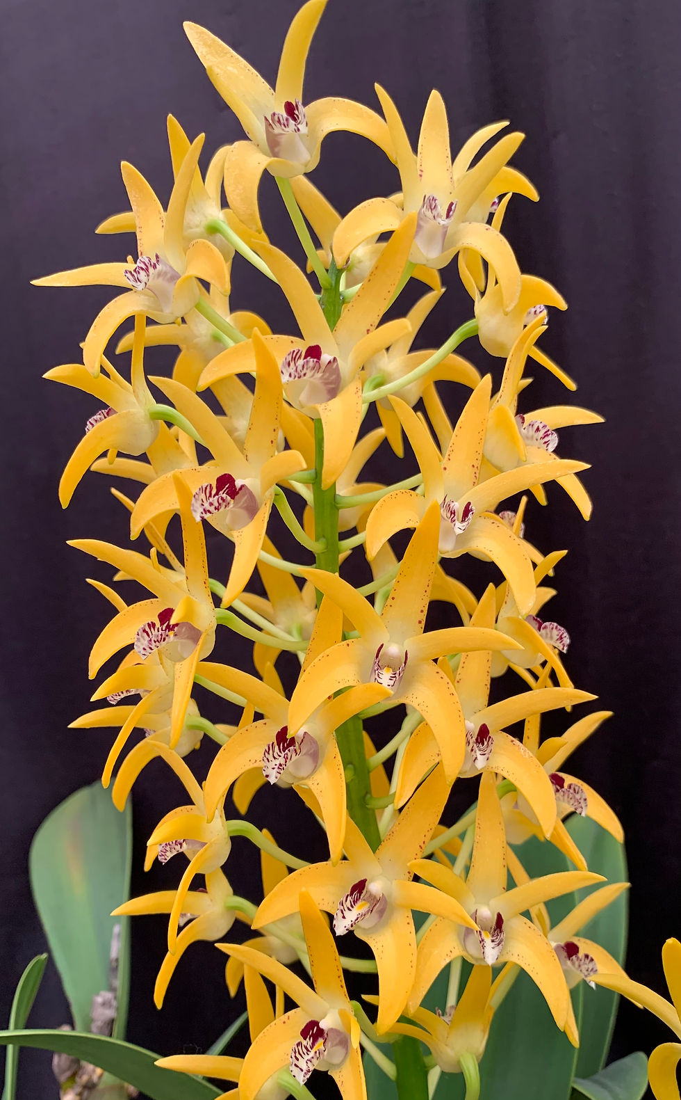 Thumbnail: Dendrobium Aus Goldrush ‘Hulk’ x Cosmic Gold ‘Sandy’ in buds first  flowering