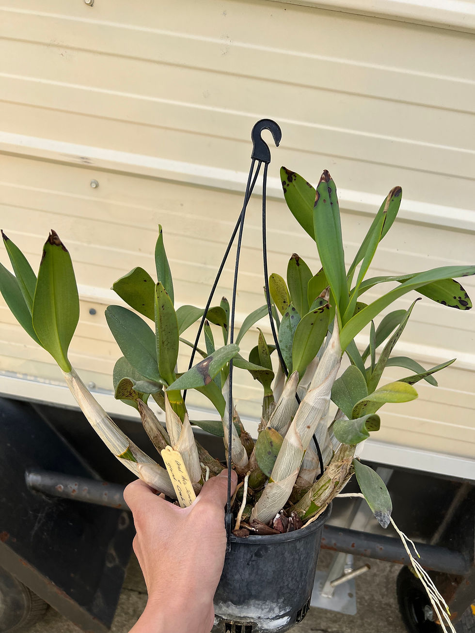 Thumbnail: #2 Dendrobium Cosmic Gold in buds overgrown flowering size seedling 150mm pot