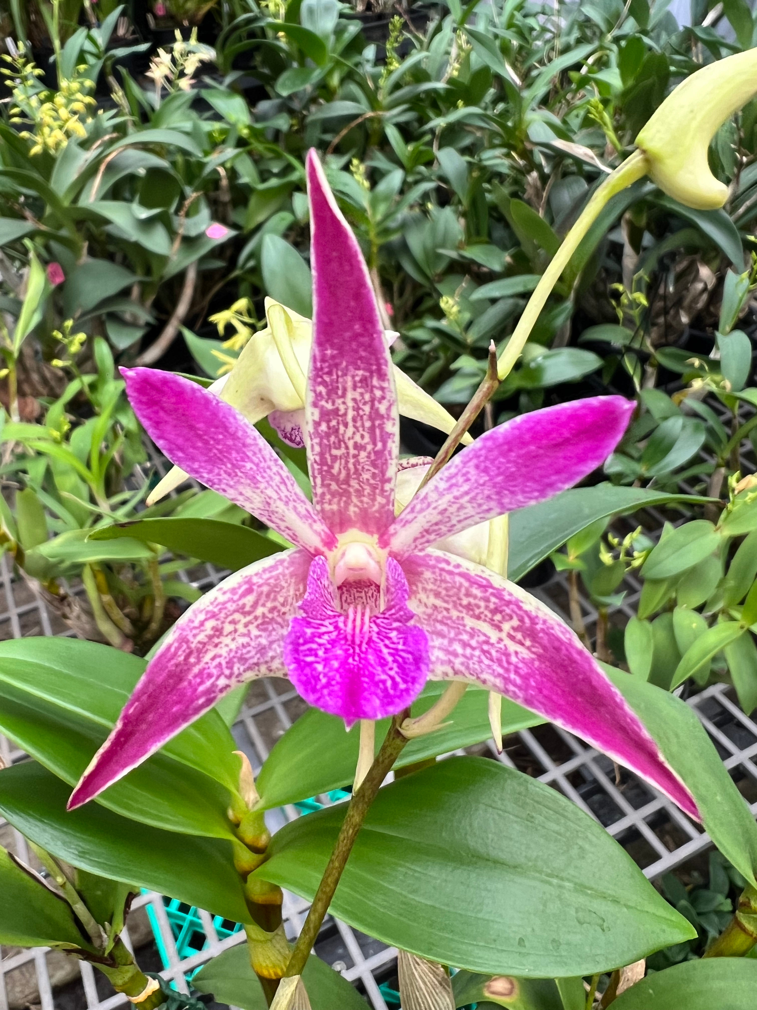 Dendrobium Candy ‘Roxy’ bredstock 140mm pot division