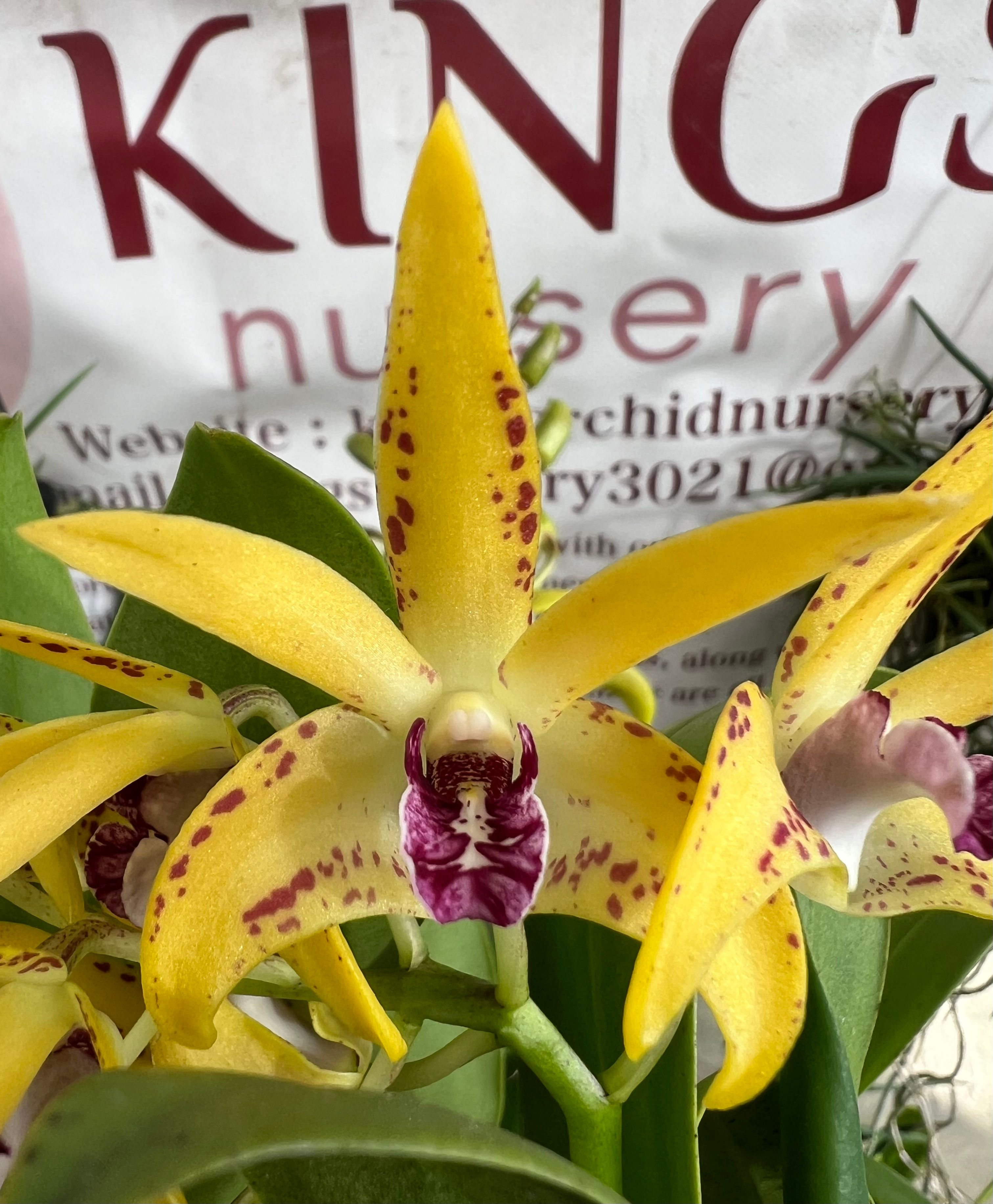 Dendrobium King’s Cosmic Tornado #2 first flowering 140mm pot