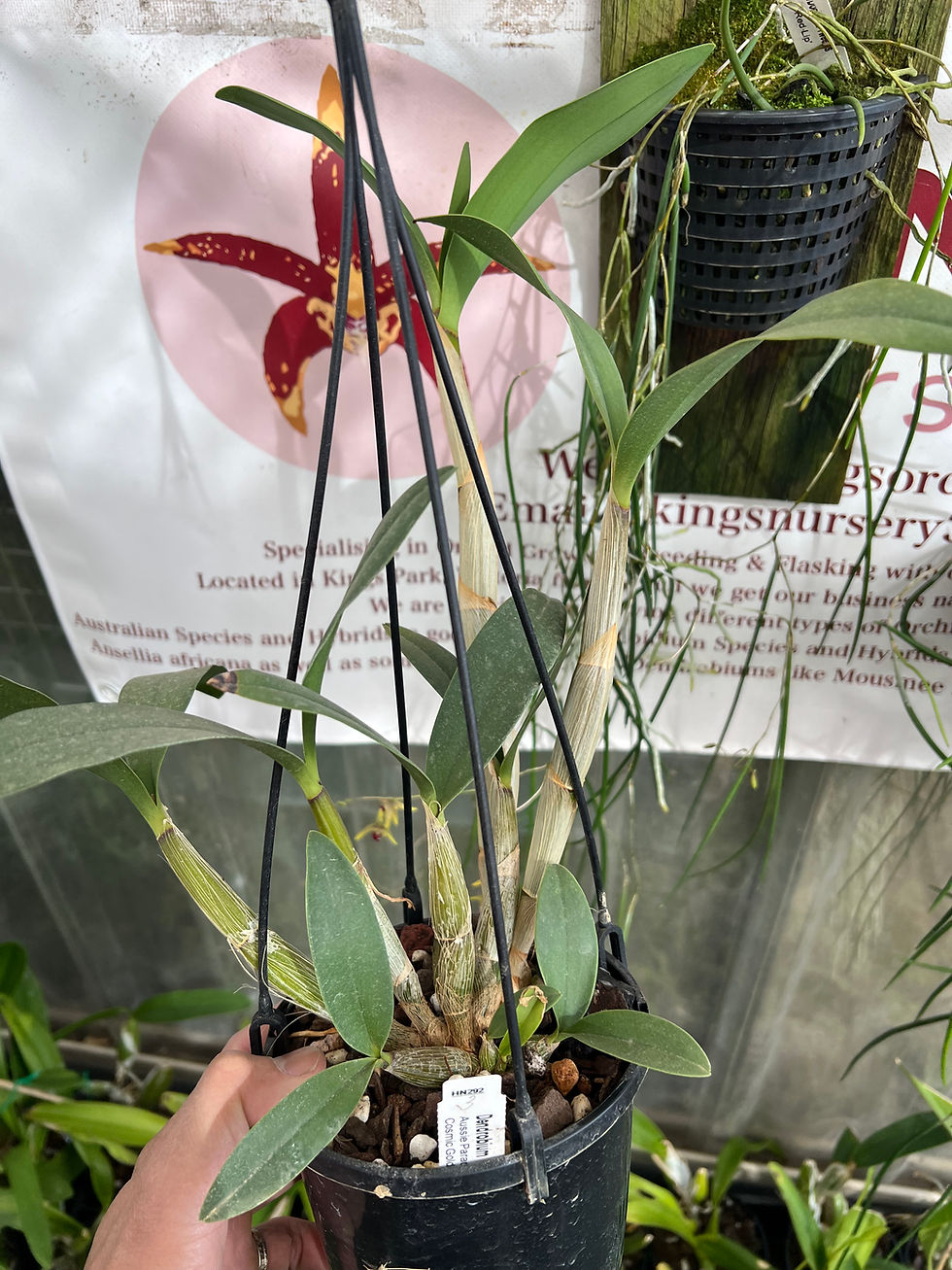 Thumbnail: Dendro Aussie Parade ‘Journey’ x Cosmic Gold ‘Sandy’ in buds first flowering #3