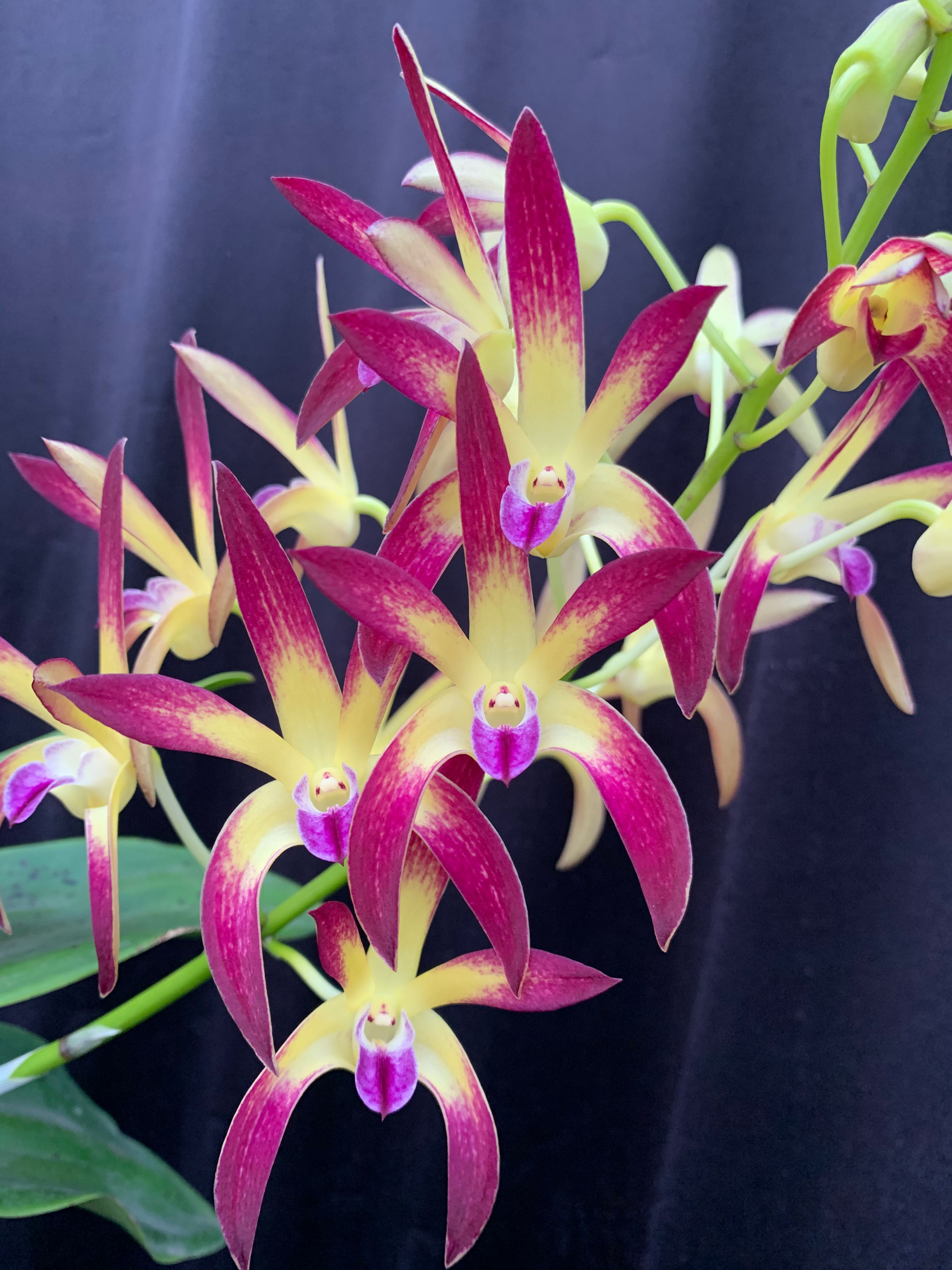 Dendrobium Jayden  ‘Sheen’ x Brimbank Gold ‘Hao’s’ seedling 140mm pot