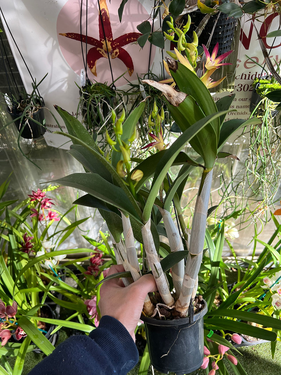 Thumbnail: Dendrobium Jayden ‘Sheen’ x Brimbank Dream ‘Hao’s Best’ first flowering 140mm 