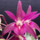 Thumbnail: Flasks Dendrobium Aus Obsession  ‘Purple Paddle’ x Cosmic Cobber  ’Journey’ 