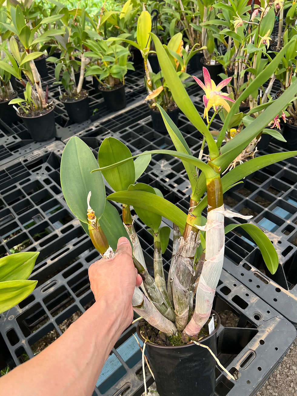 Thumbnail: Dendrobium Greta Snow ‘Purple Snow’ first flowering 150mm pot