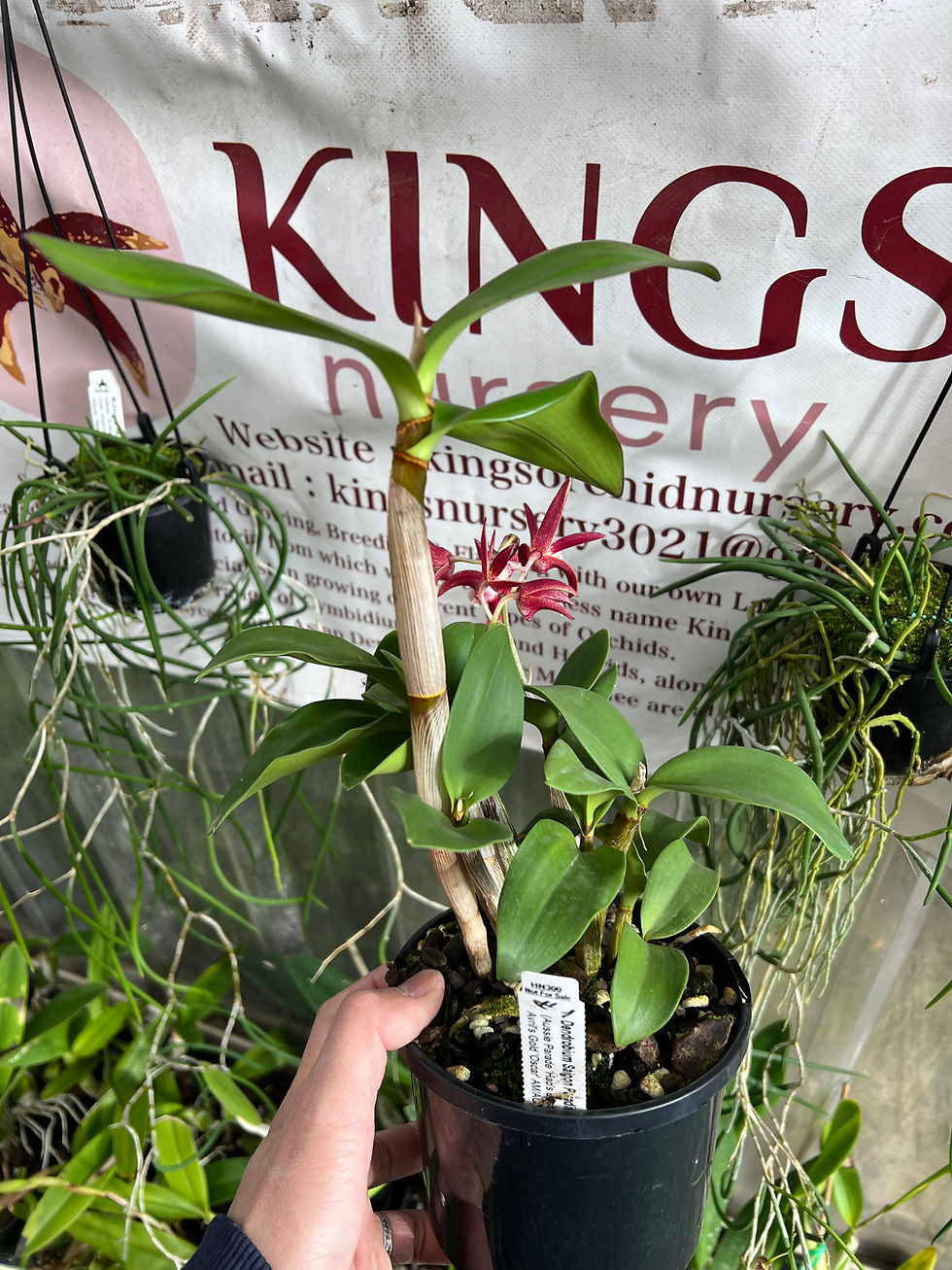 Thumbnail: Dendrobium Saigon Paradise ‘Darkest’ flowering 140mm pot