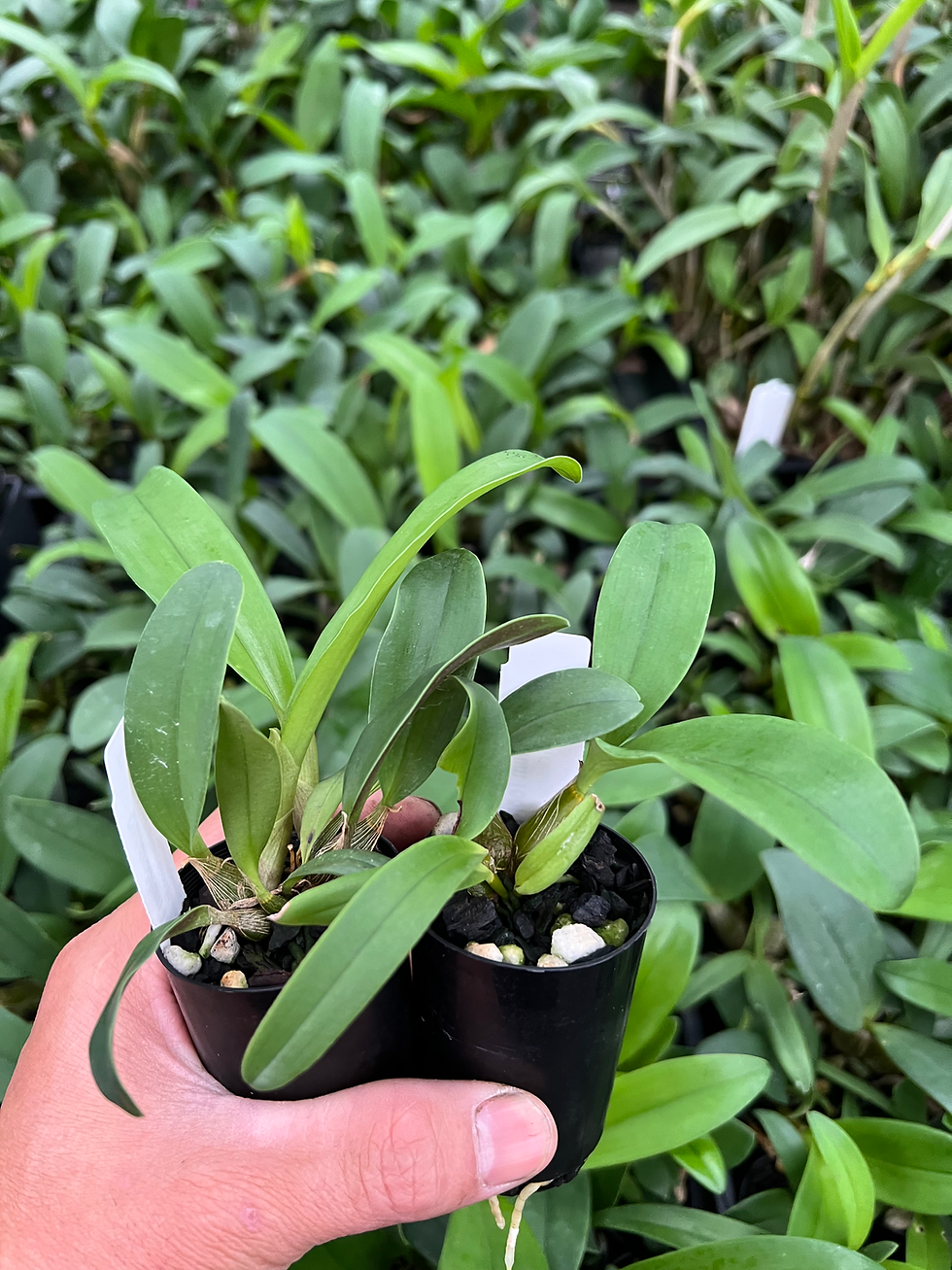 Thumbnail: 5 of Dendrobium Australian Goldrush  ‘Hulk’ AM/OSCOV x Finale ‘Sundowner’ 50mm