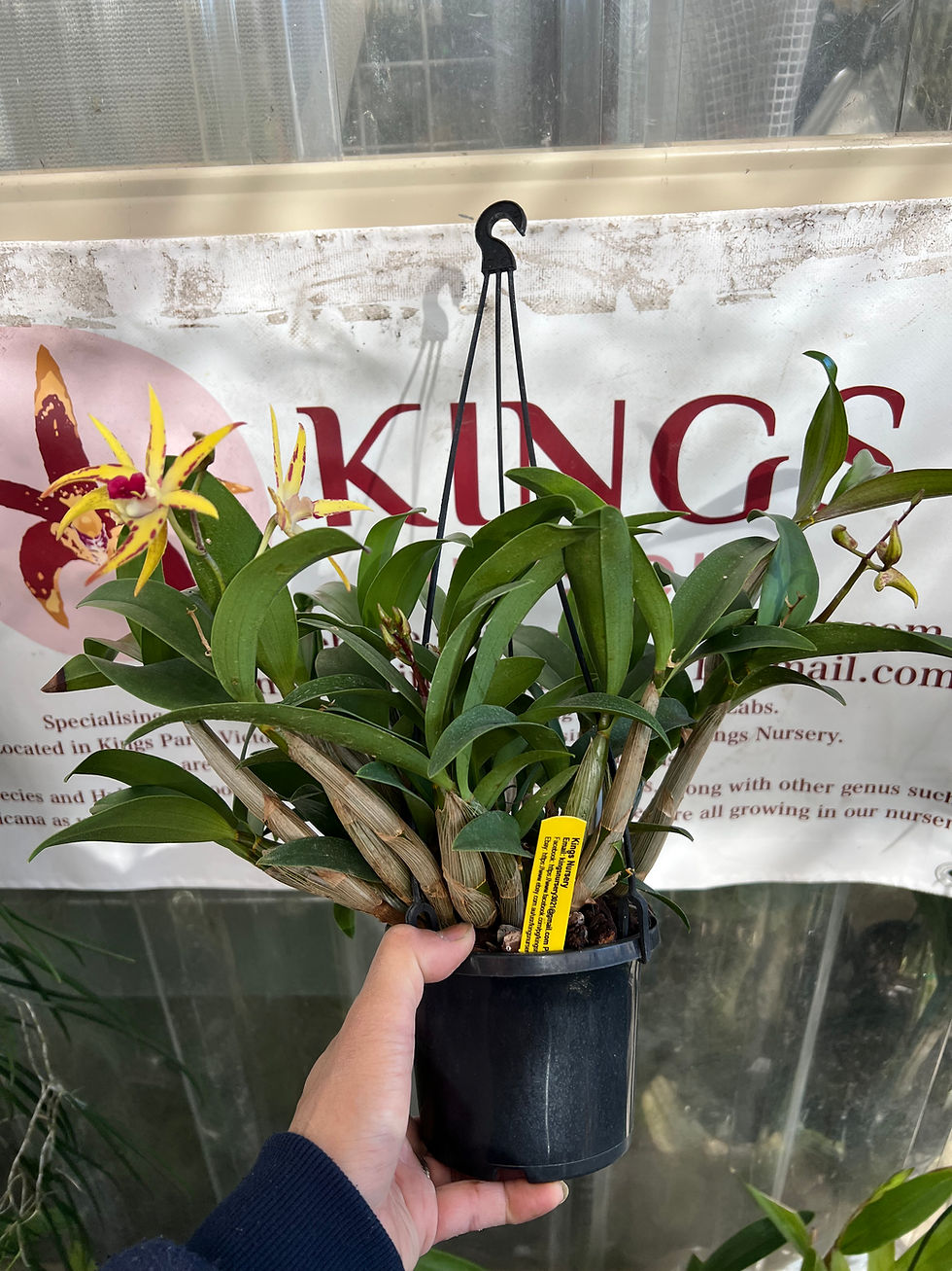 Thumbnail: Dendrobium Australian Botanic Sparkler x Brimbank Fire first flowering 140mm pot