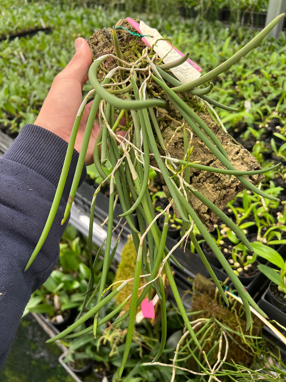 Thumbnail: Dockrillia riggida x teretifolia in buds