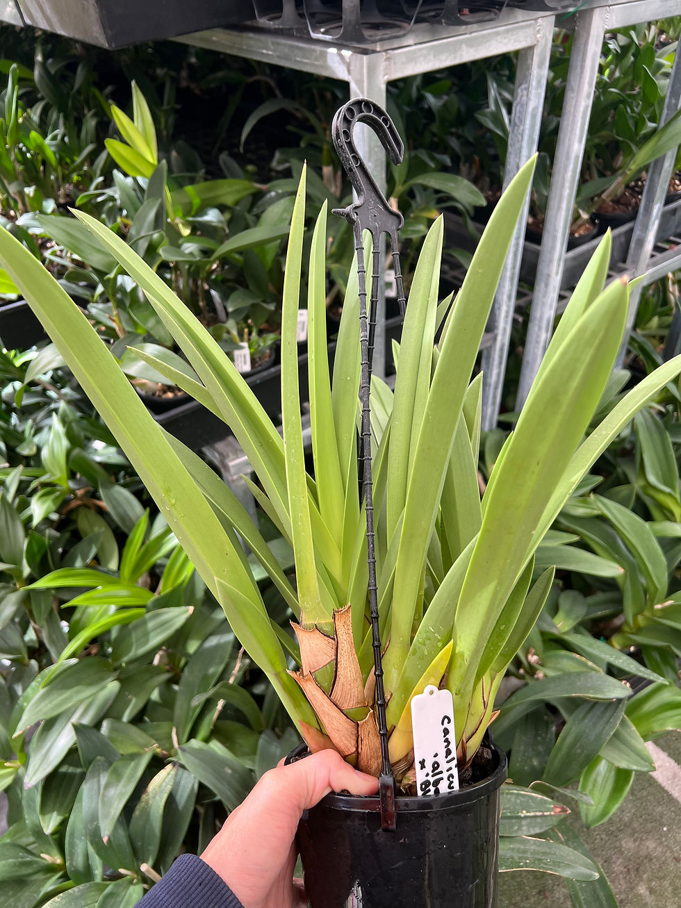 Thumbnail: Flowering size Cymbidium canaliculatum ‘Alba’ x ‘Blackwood’ seedling 140mm pot 