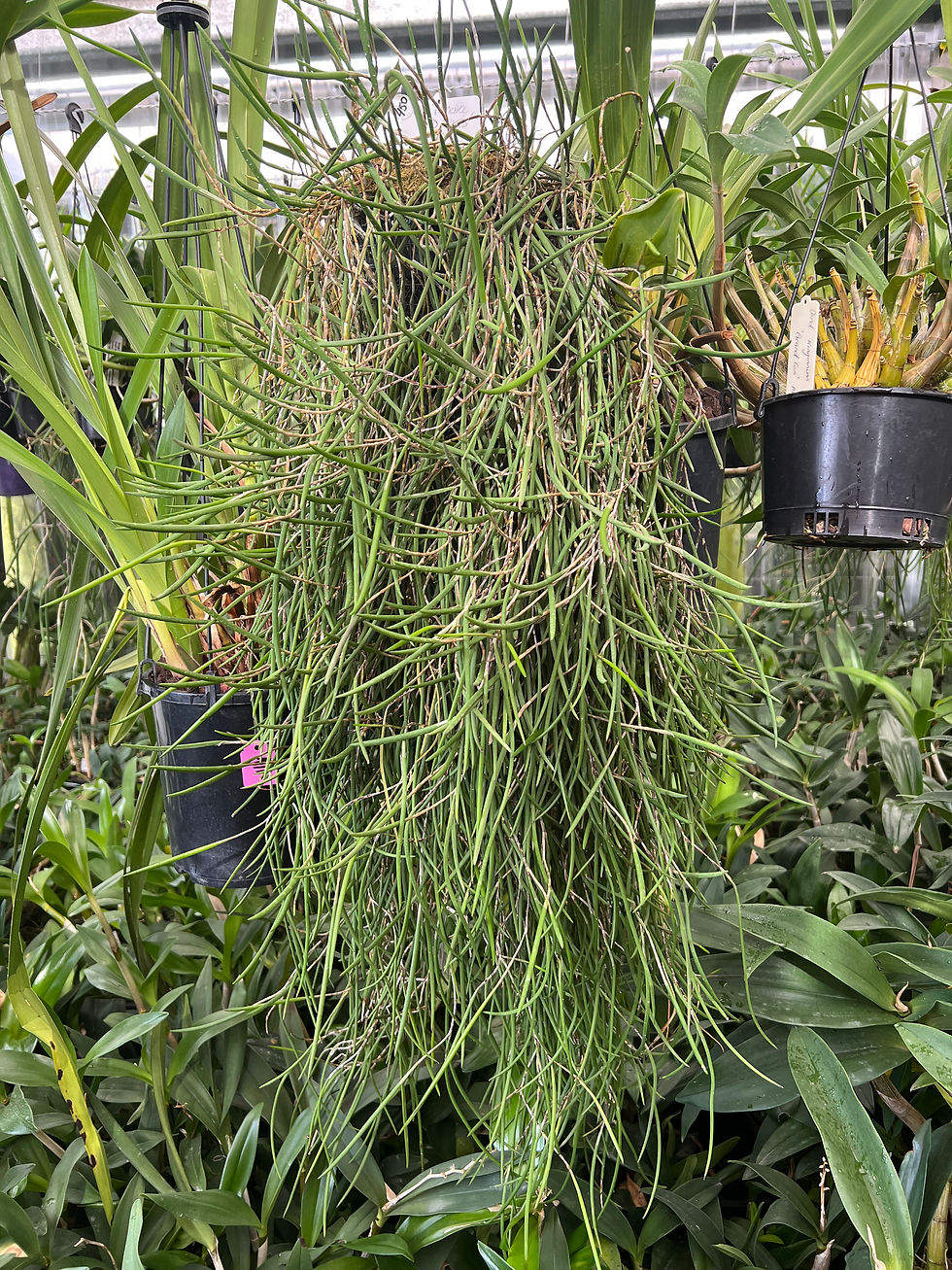 Thumbnail: Super Super size Dockrillia Tamara  ‘JD Spots’ specimen plants