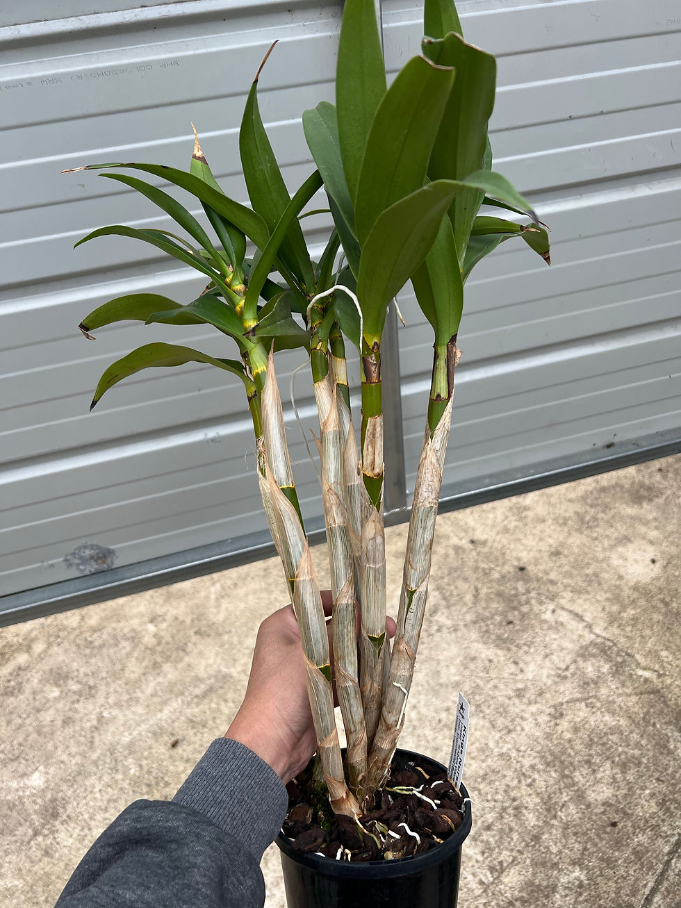 Thumbnail: Dendrobium Elegant Heart ‘Ballina’ division 140mm pot