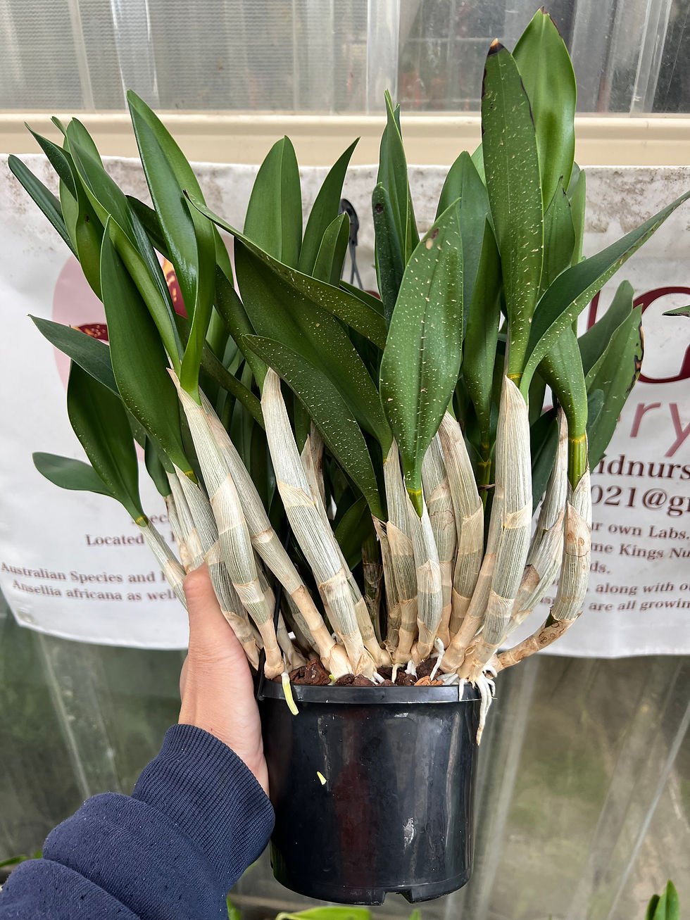 Thumbnail: Dendrobium Hunter Titanum ‘Jazzy’ x Dunokayla ‘Agro’ flowering size seedling