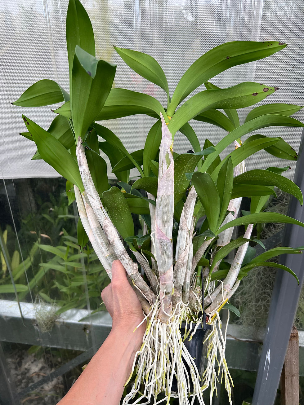 Thumbnail: Dendrobium Jayden  ‘Sheen’ x Aus Gold Starburst  in buds seedling 140mm pot