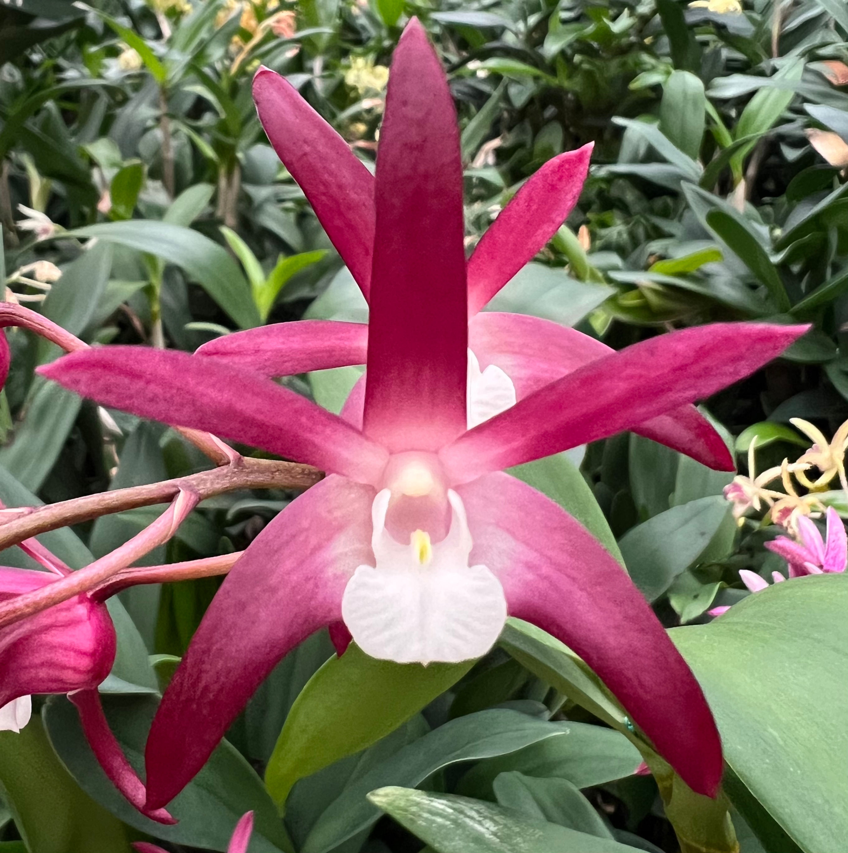 Dendrobium Sheena ‘Gret Rose Lady’ AM/AOC 140mm pot