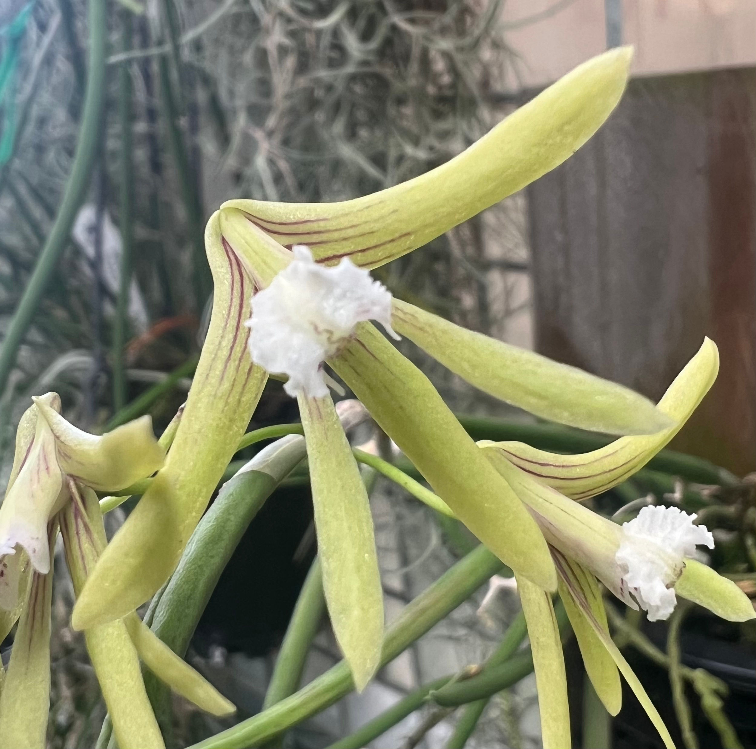 Dockrillia Limestone ‘Hao’s Best’ cutting pieces on mounts 