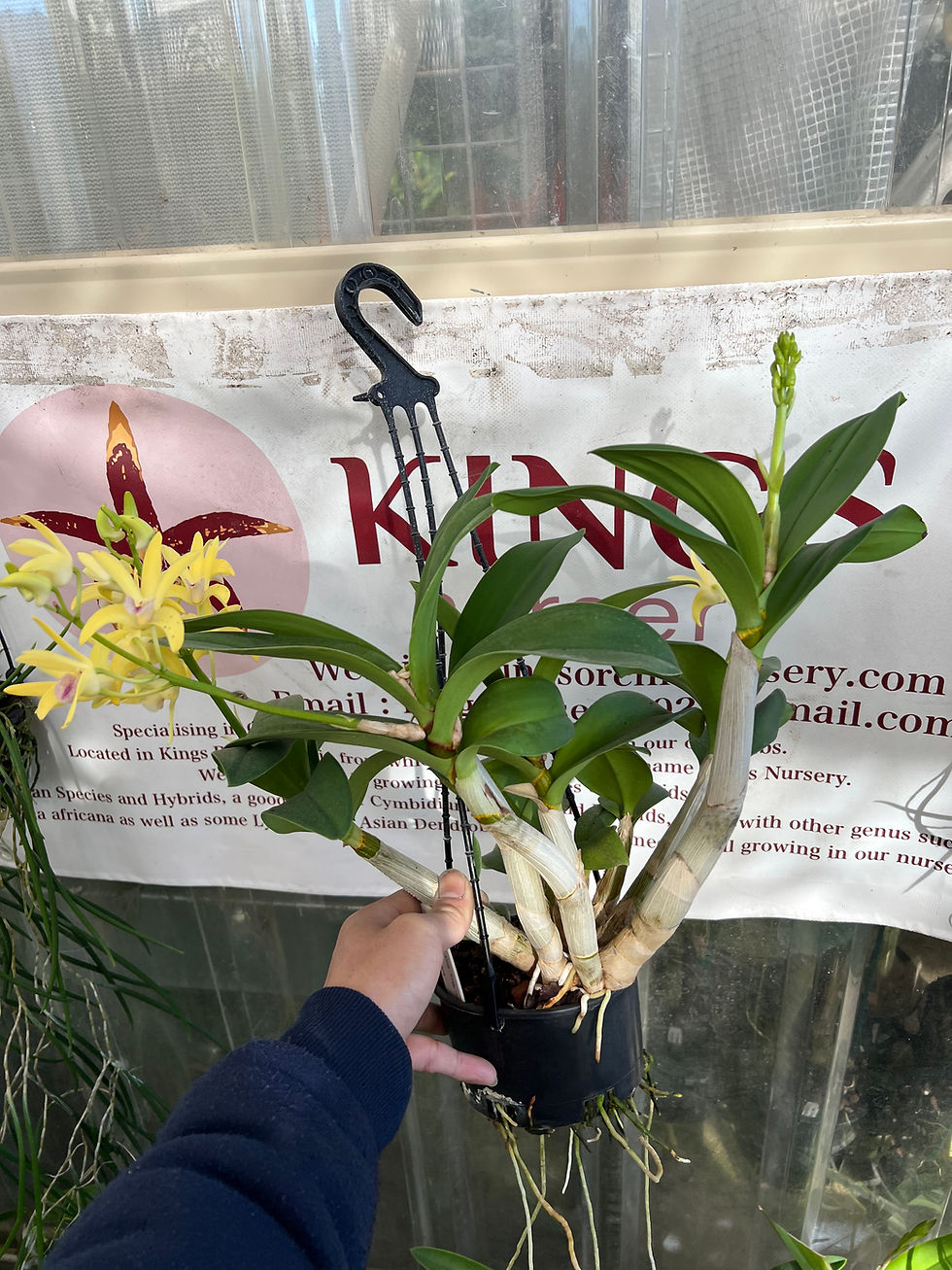Thumbnail: Dendrobium King’s Cosmic Memory first flowering 140mm pot