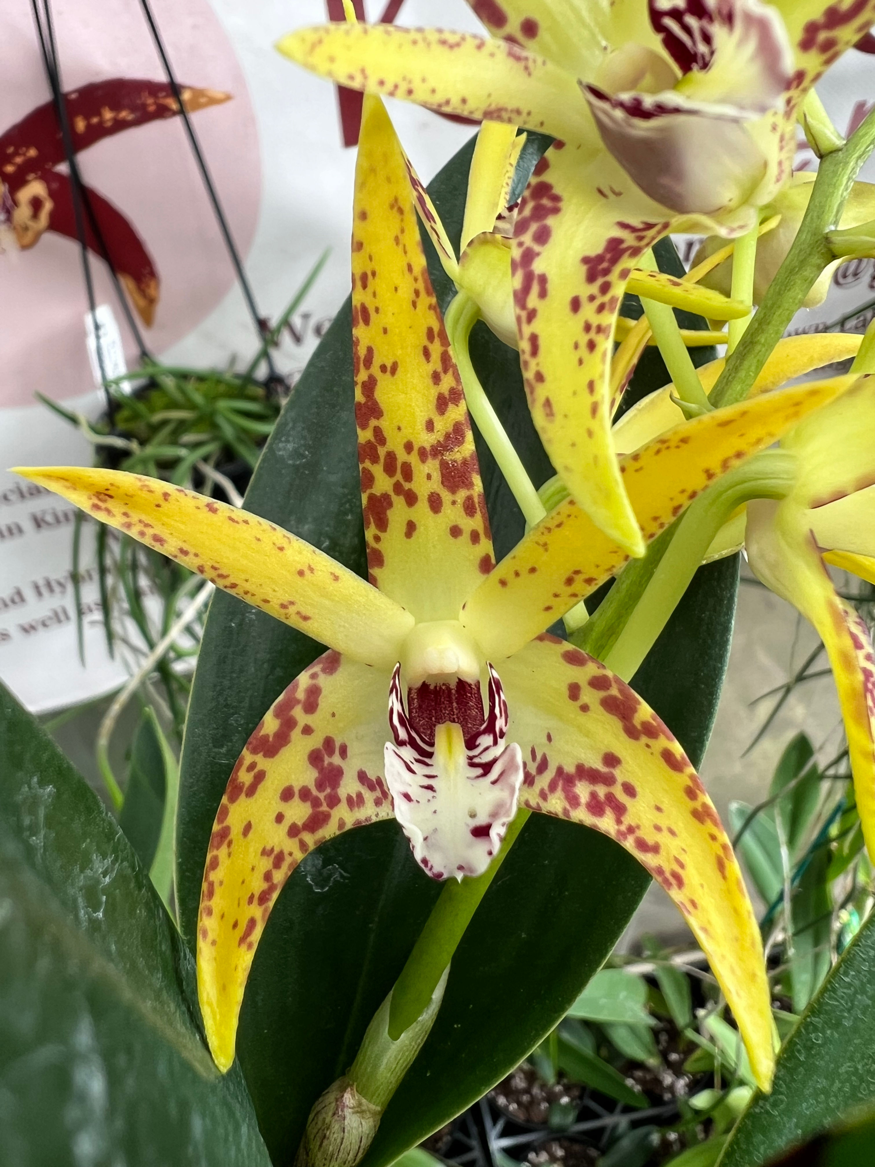 Dendrobium King’s Cosmic Melody #1 flowering 140mm pot