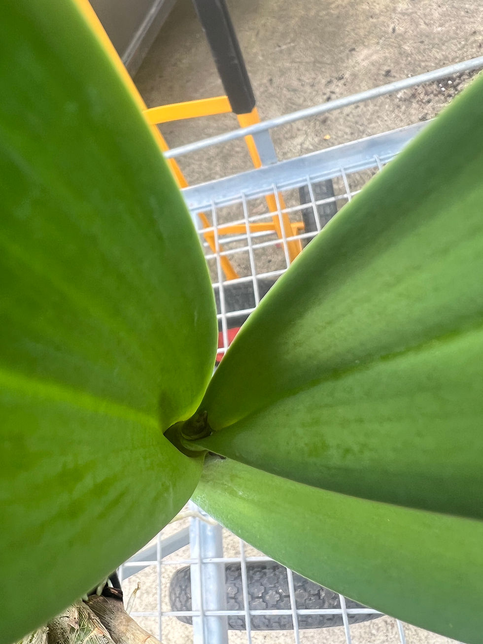 Thumbnail: Dendrobium Aus Goldrush ‘Hulk’ x Cosmic Gold ‘Sandy’ in buds first  flowering