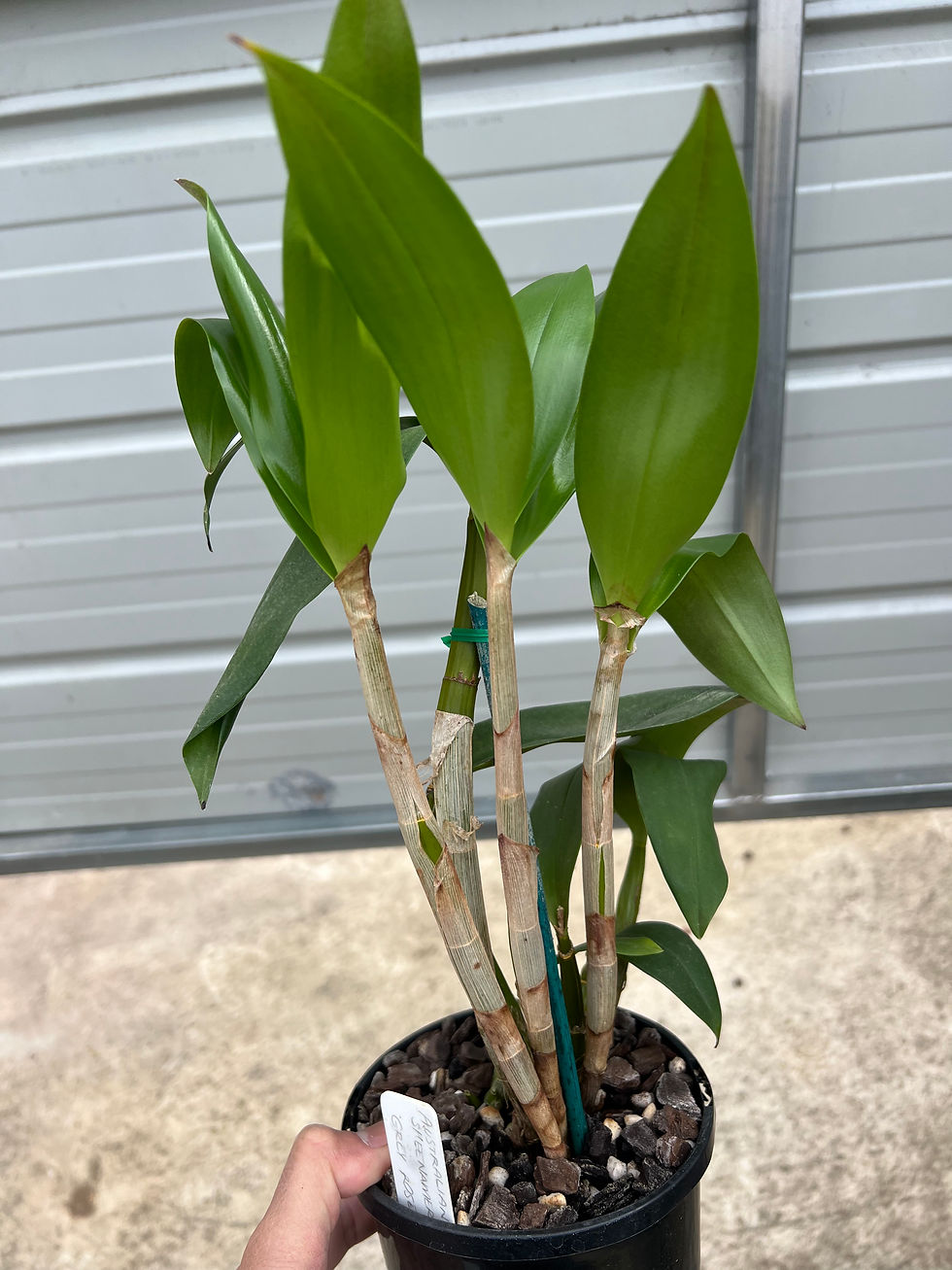 Thumbnail: Dendrobium Sheena ‘Gret Rose Lady’ AM/AOC 140mm pot