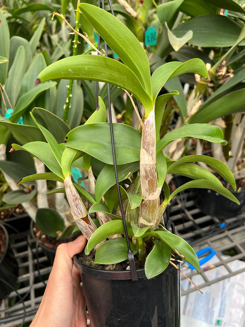 Thumbnail: Dendrobium Brimbank Fire ‘Sydenham’ mericlones flowering size 140mm pot last one