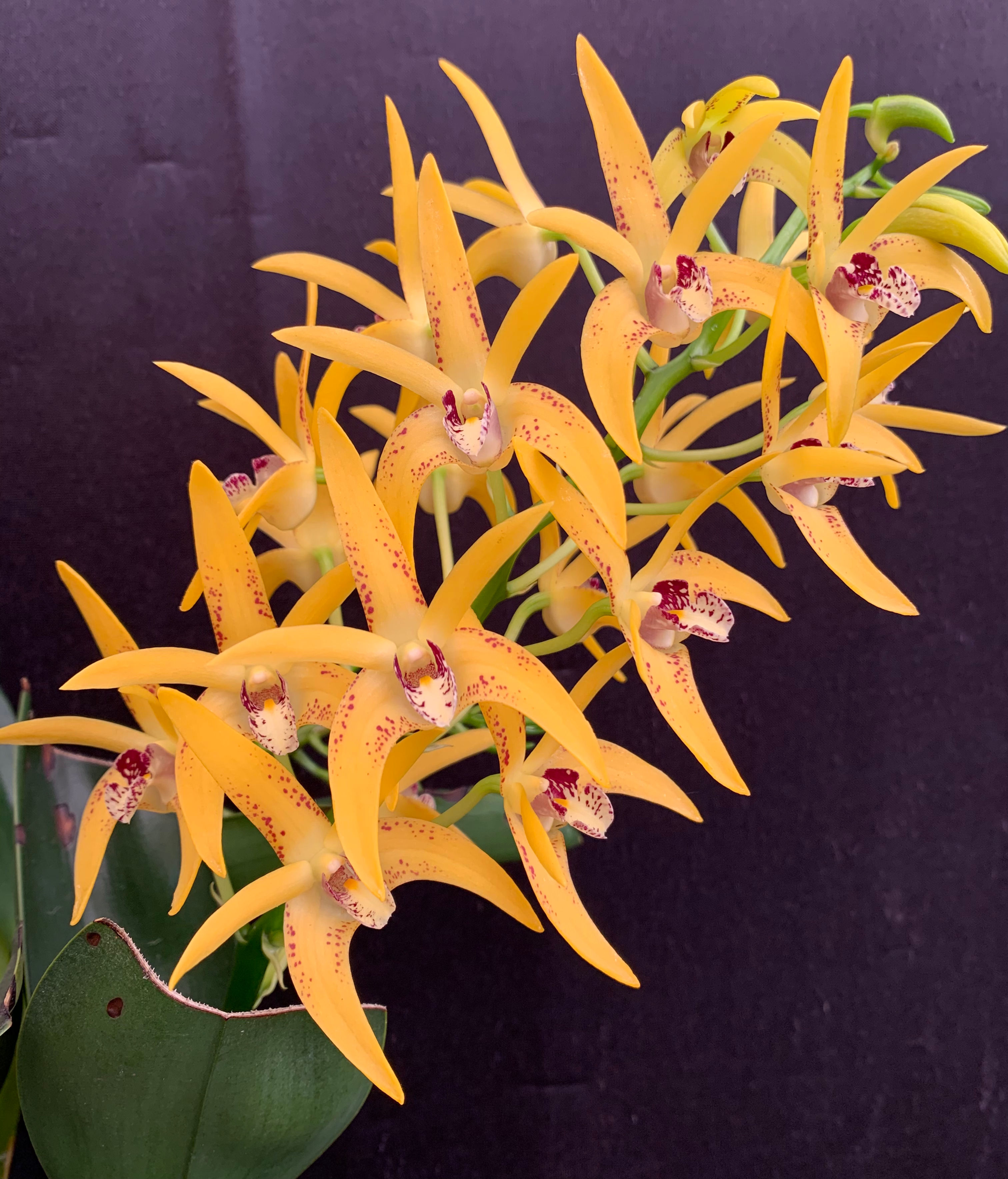 #3 Dendrobium Cosmic Gold remake overgrown flowering size seedling 150mm pot