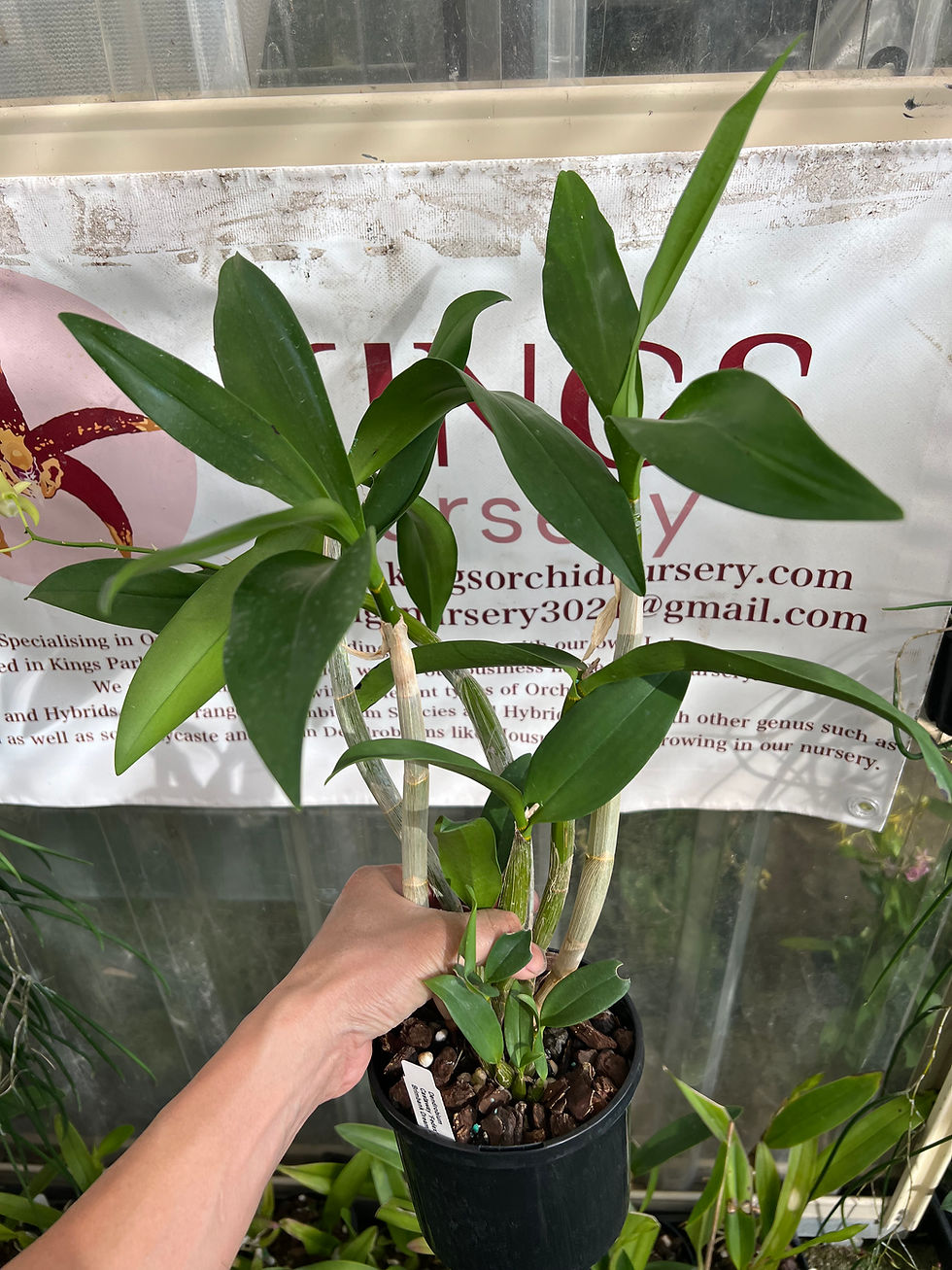Thumbnail: Dendrobium Castaway ‘Fedex’ x Brimbank Dream ‘Tetra’ first flowering 140mm pot