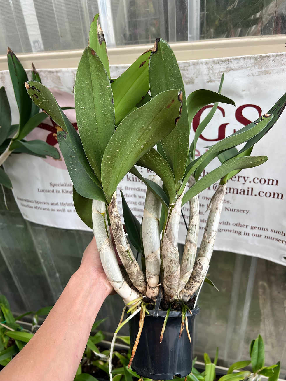Thumbnail: Dendrobium Dunokayla ‘Journey’ bredstock division 140mm pot