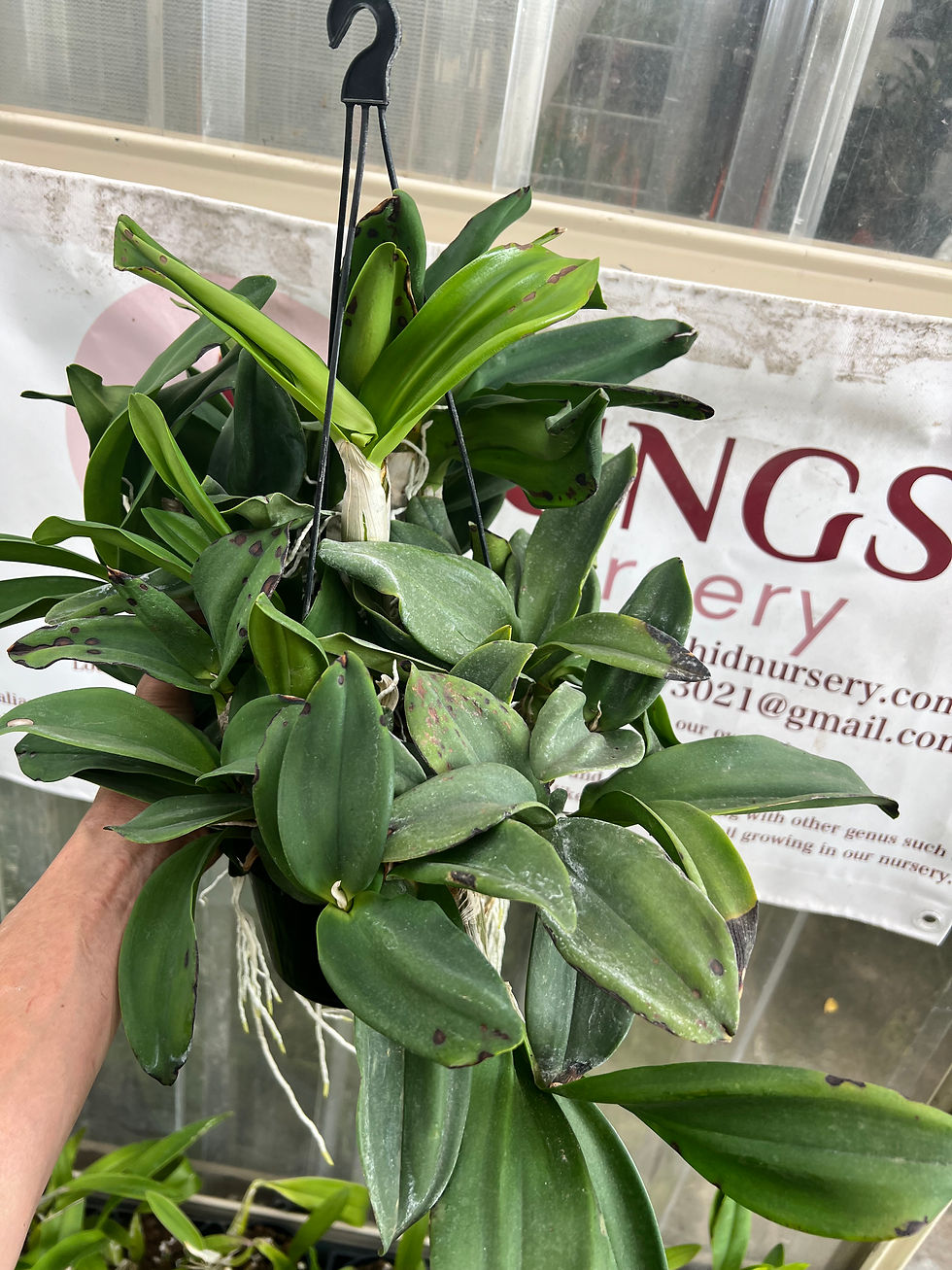 Thumbnail: Clearance Dendrobium Samford Snow flowering size seedling 140 pot