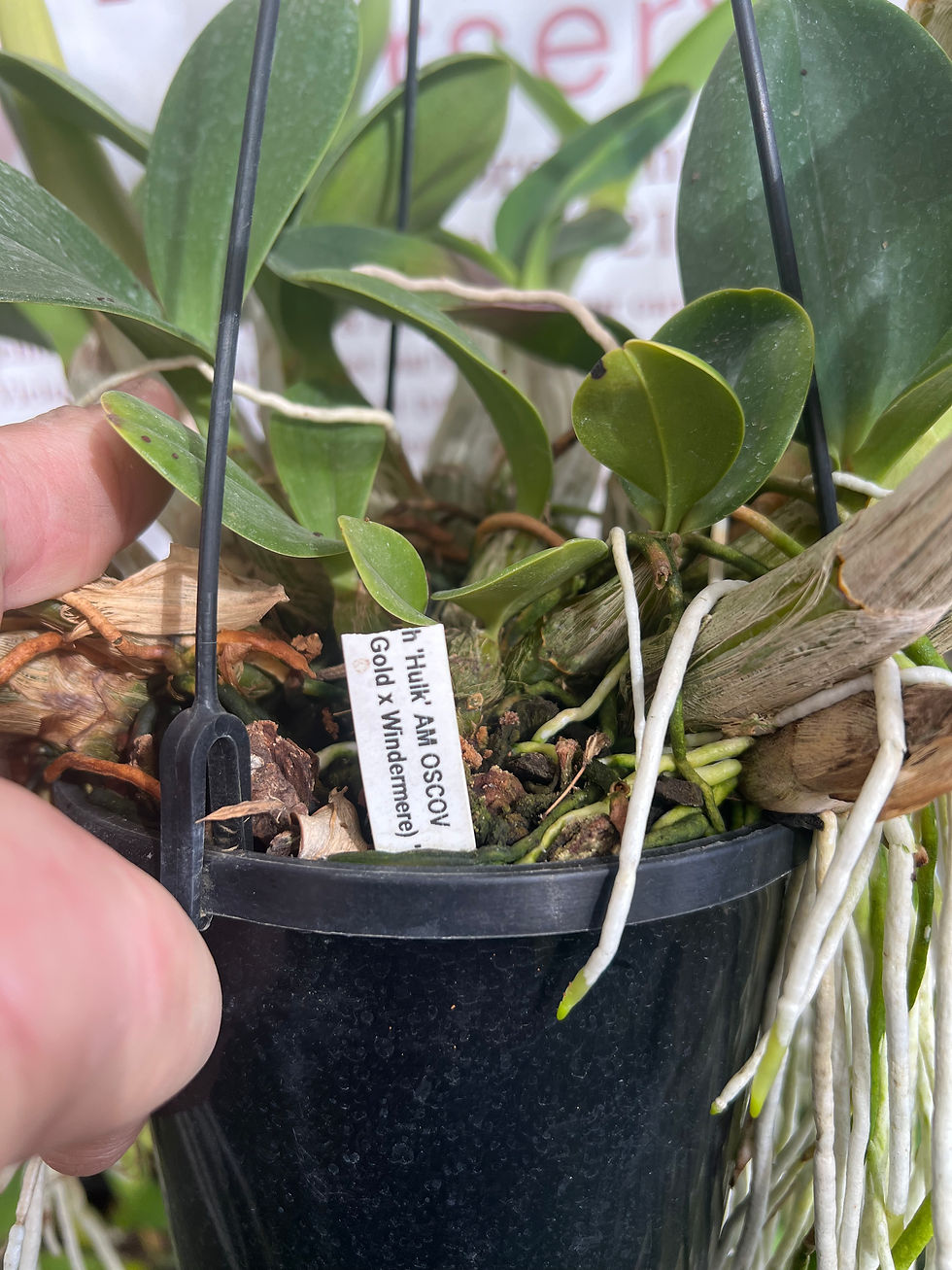 Thumbnail: Dendrobium Hulk Moon overgrown seedling 140mm pot