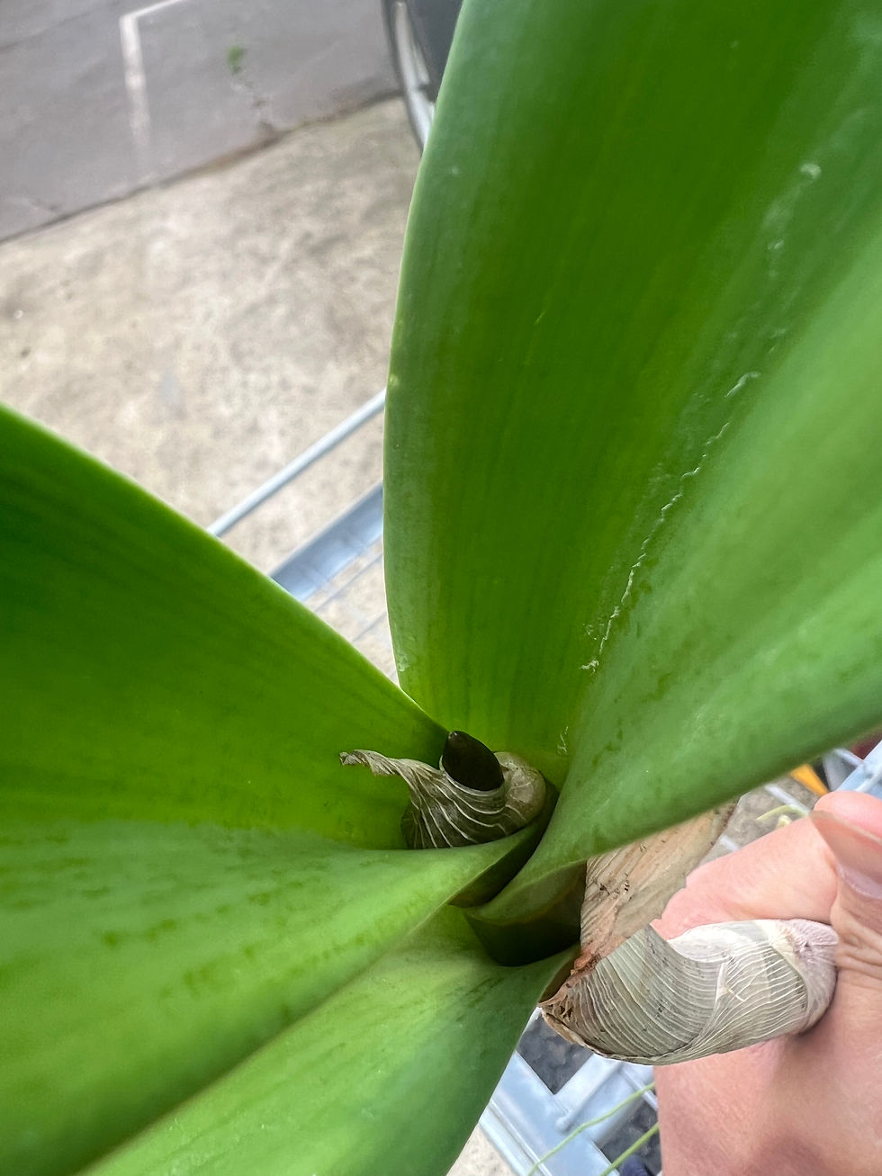 Thumbnail: Dendrobium Aus Goldrush ‘Hulk’ x Cosmic Gold ‘Sandy’ in buds first  flowering