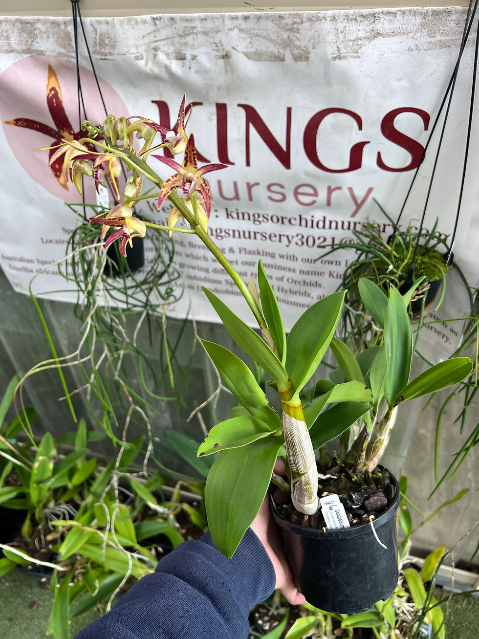 Thumbnail: Dendrobium Jesmond Sparkler x Cosmic Gold ‘Sandy’ first flowering 140mm pot #6