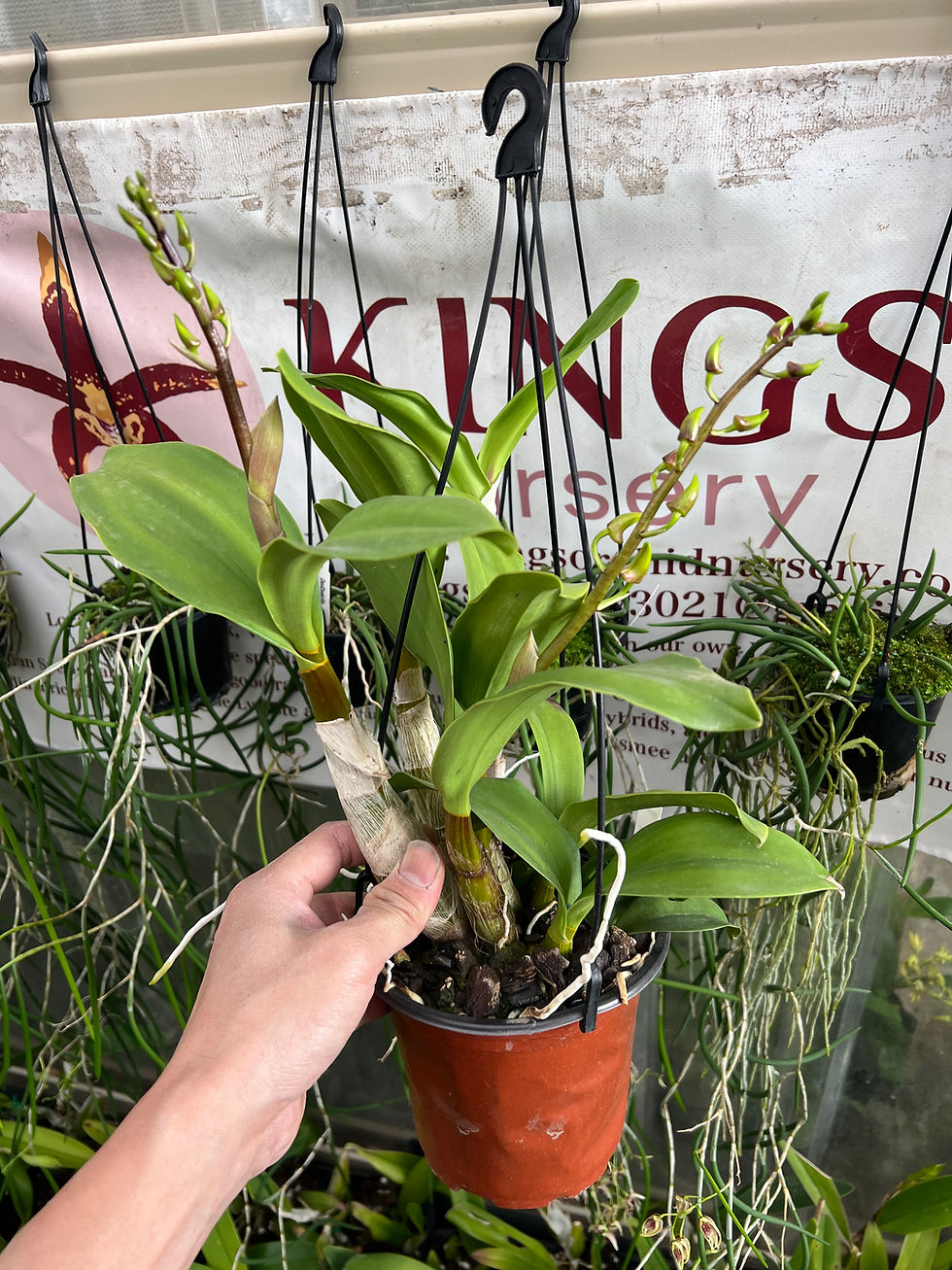 Thumbnail: Dendrobium King’s Phoenix first flowering in buds 140mm pot
