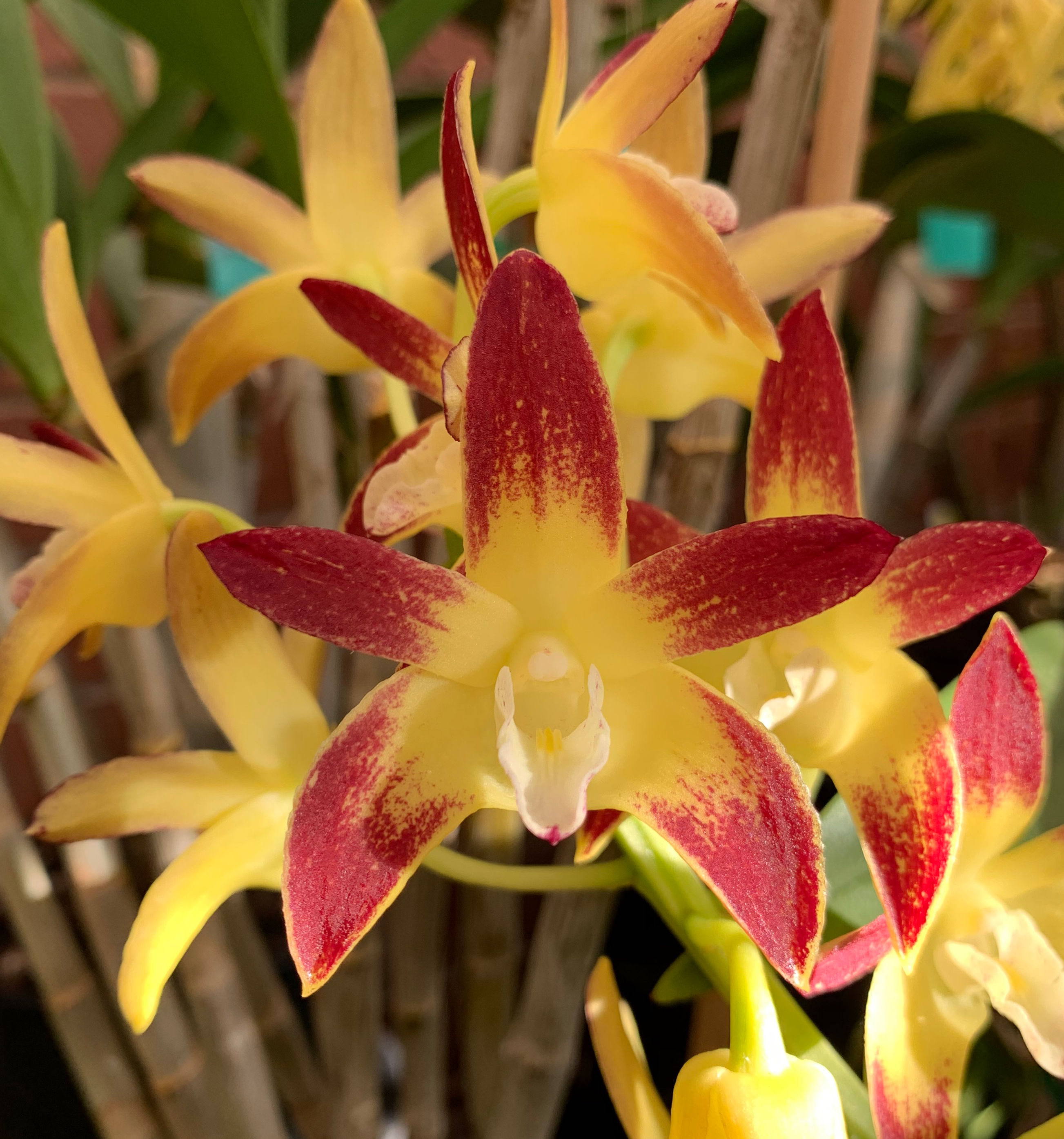 Dendrobium Brimbank Eclipsed ‘Polished Penny’ in buds 150mm pot