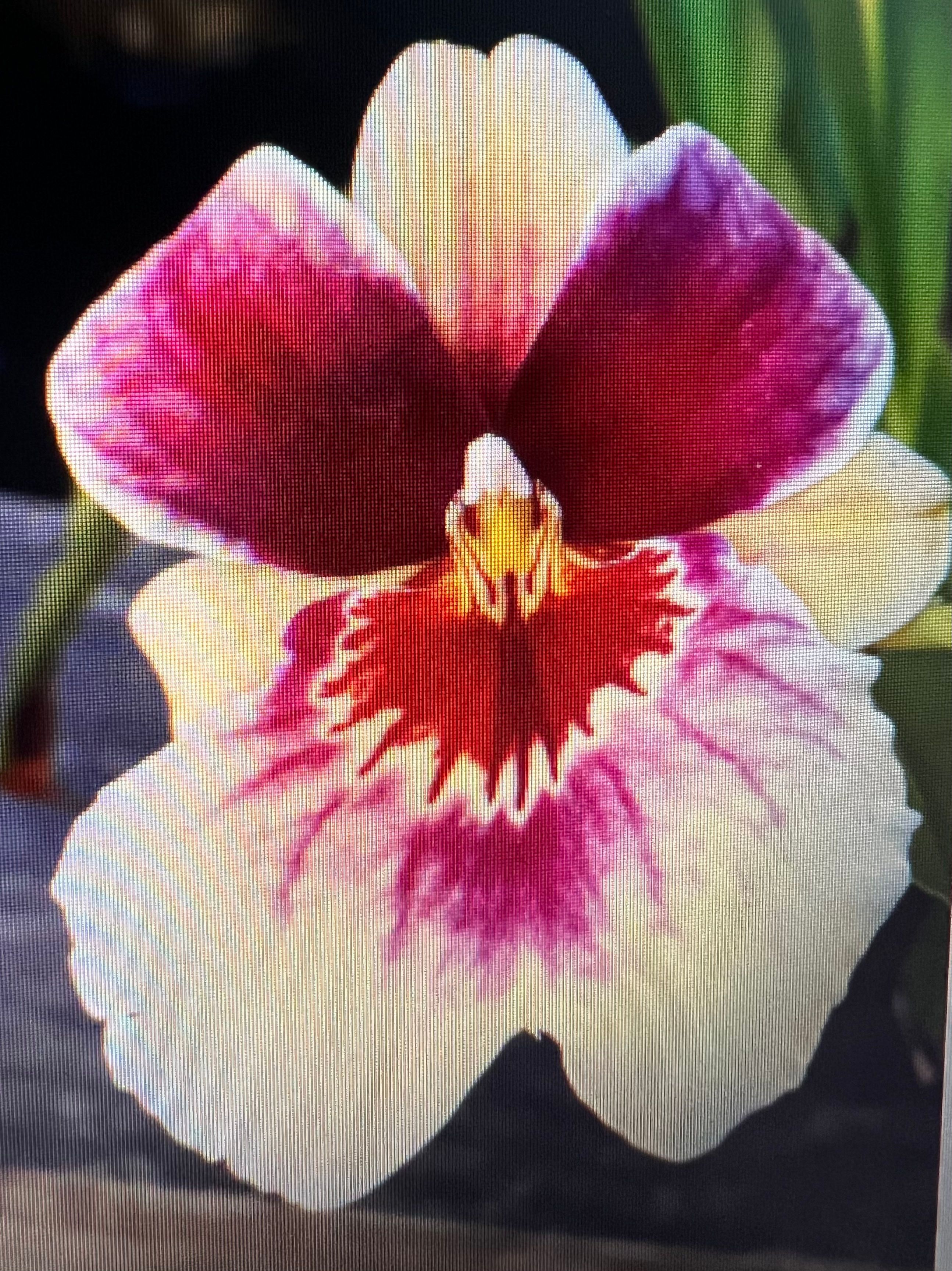 Miltoniopsis Banana Fandango ‘Faded Memories’ flowering size 75mm pot