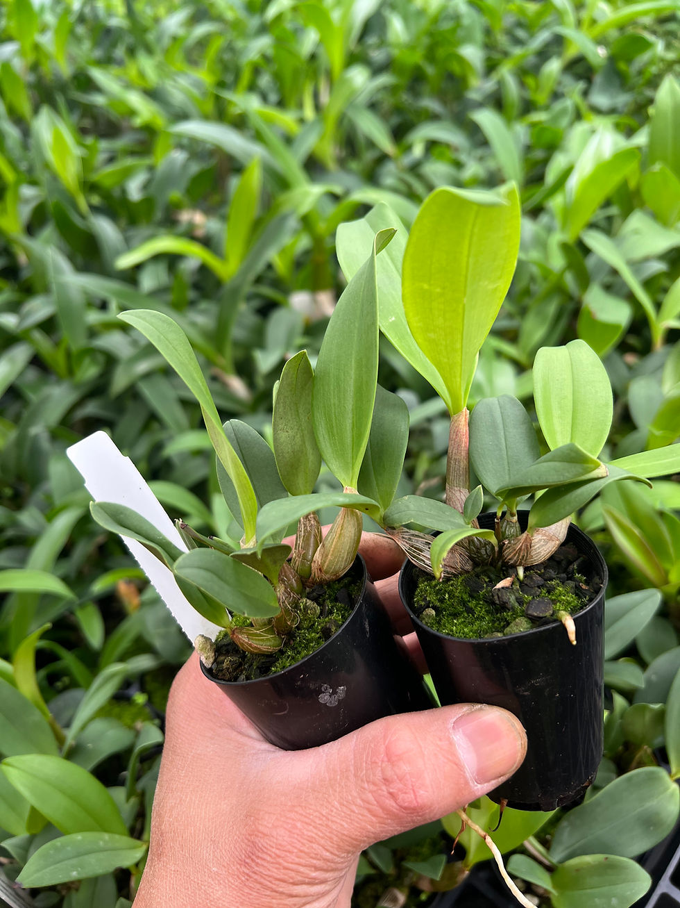 Thumbnail: 5 of Den. Hilda’s Artist ‘Crimson Lake’ HCC/AOC x Cosmic Cobber ‘Journey’ 50mm