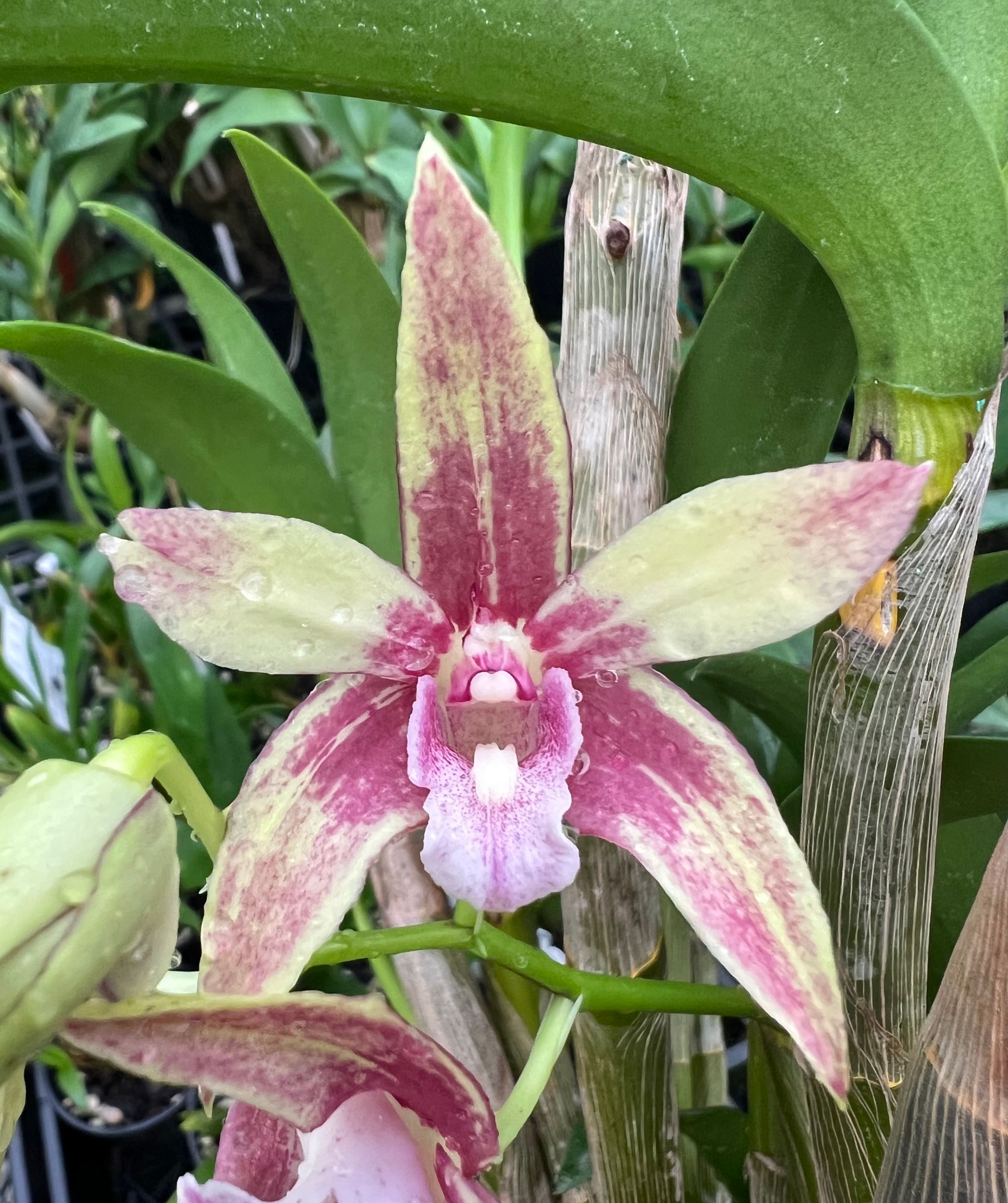 Dendrobium King’s Aura flowering 140mm pot