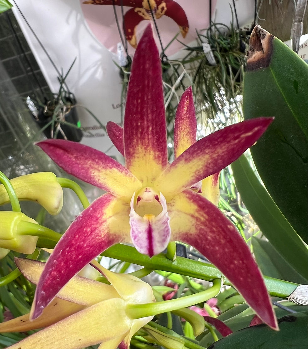 Thumbnail: Dendrobium Jayden ‘Sheen’ x Brimbank Dream ‘Hao’s Best’ first flowering 140mm 