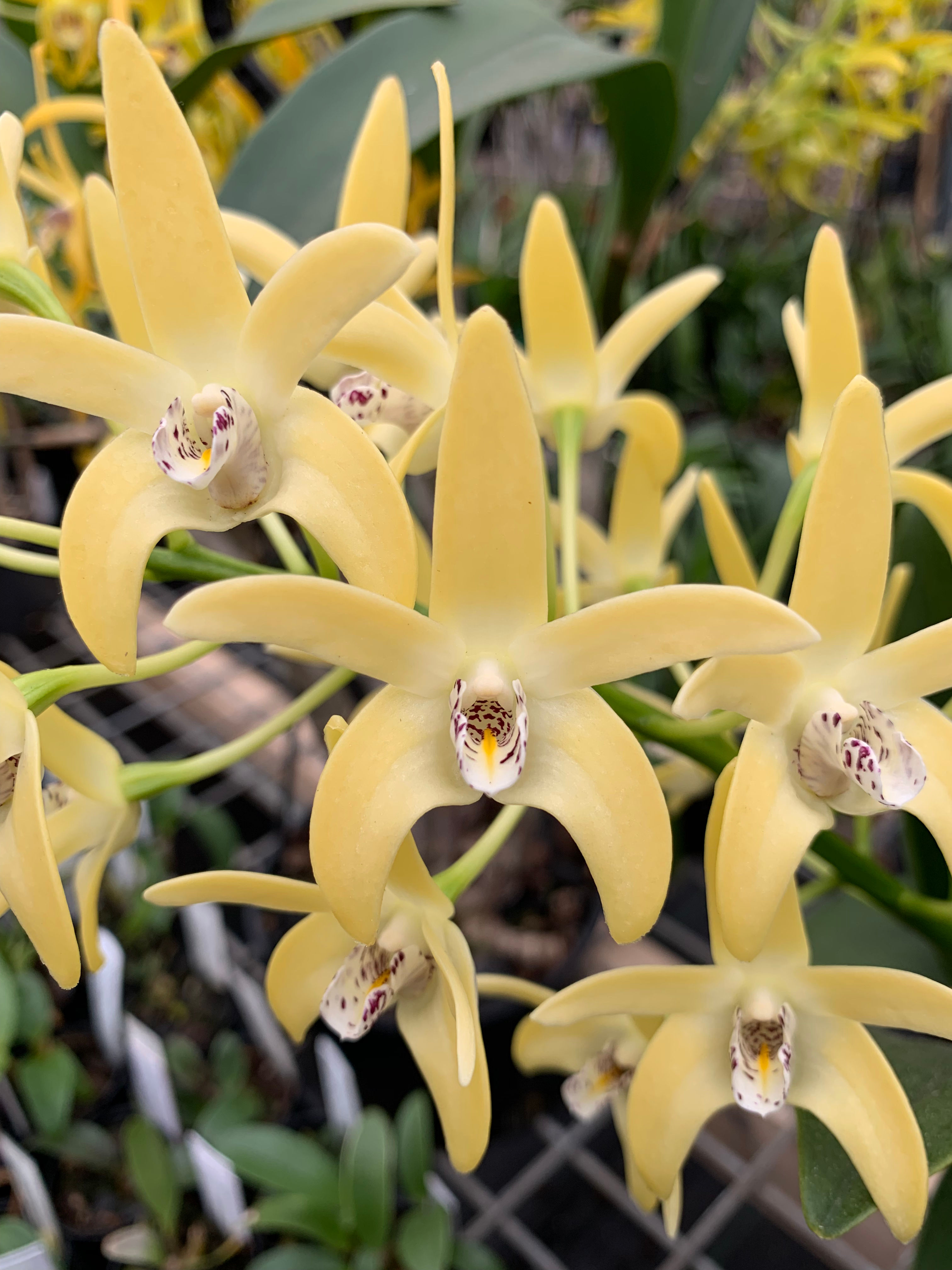 Dendrobium Dunokayla ‘Journey’ bredstock division 140mm pot