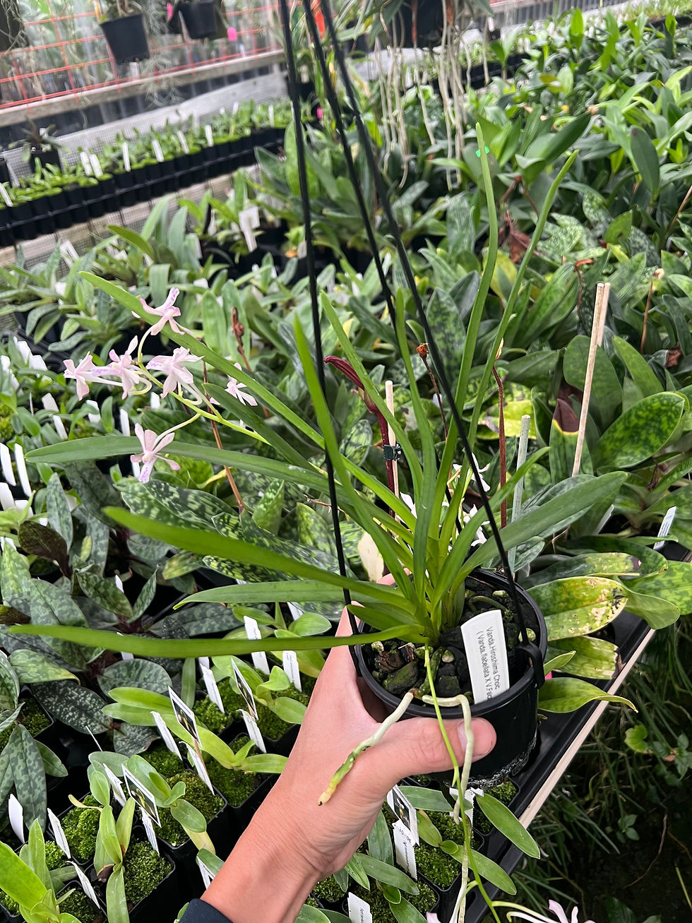 Thumbnail: Vanda Hiroshima Choice ( flatbellata x Van. falcata ) flowering 100mm pots 