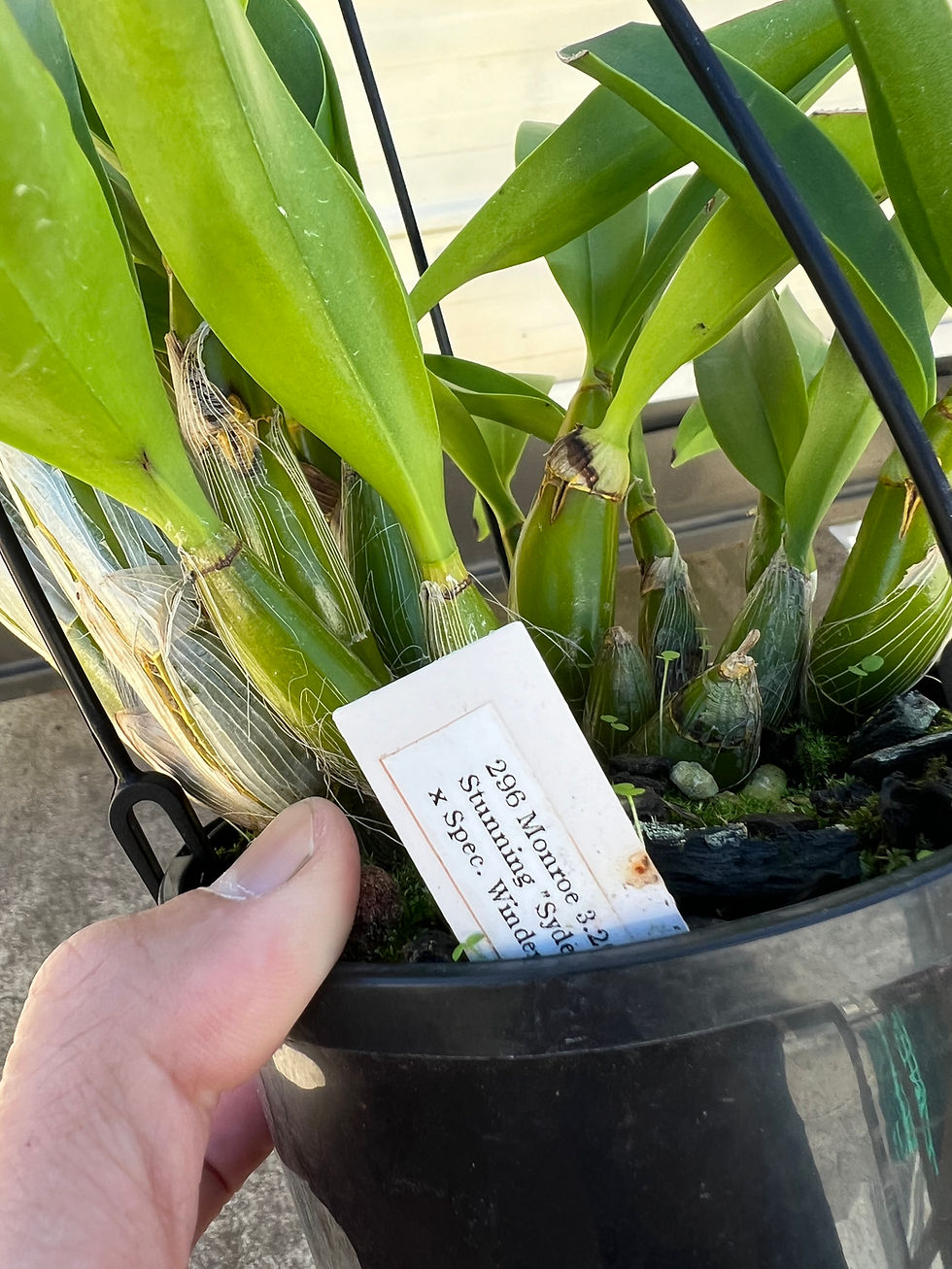 Thumbnail: Dendrobium Monroe flowering size seedling 140mm pot