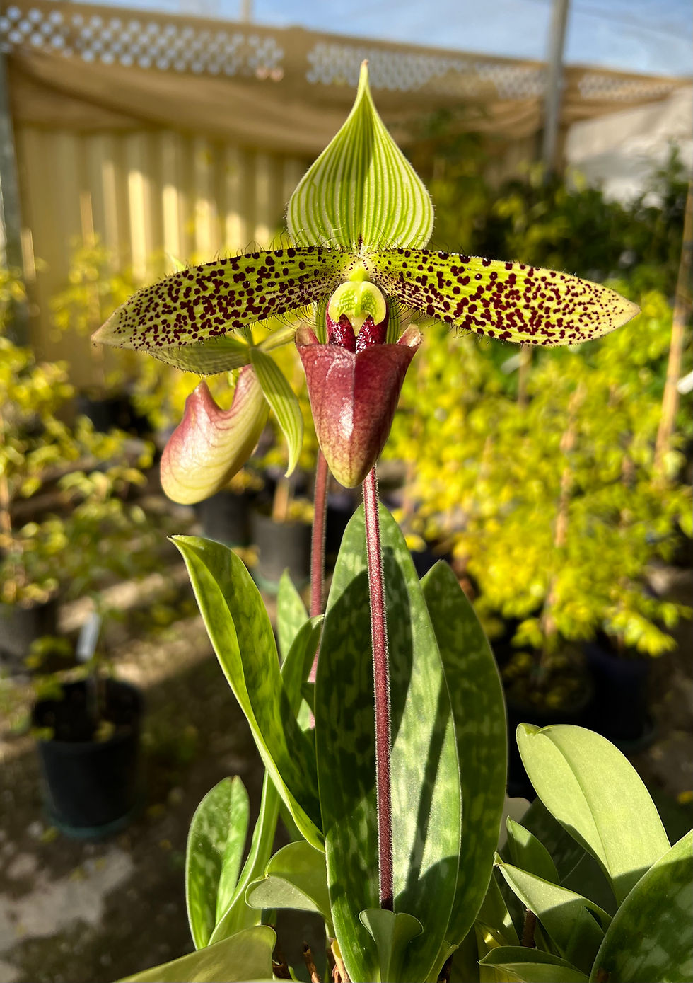Thumbnail: Paphiopedilum sukhokulii  ‘Journey’ x self species seedling 50mm Pots 