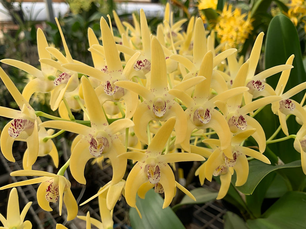 Thumbnail: Dendrobium Jayden  ‘Sheen’ x Brimbank Gold ‘Hao’s’ seedling 140mm pot