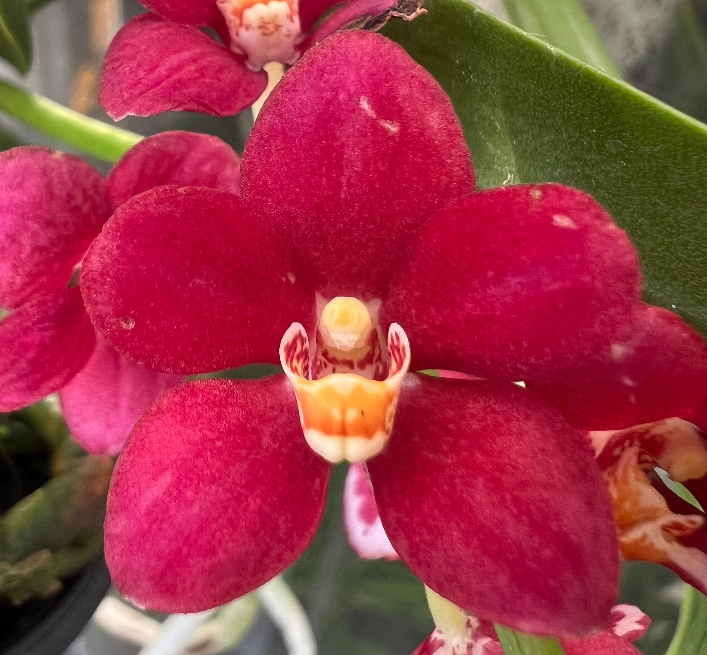 Sarcochilus Bonanza ‘Philip’ flowering 100mm pots