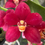 Thumbnail: Sarcochilus Bonanza ‘Philip’ flowering 100mm pots 