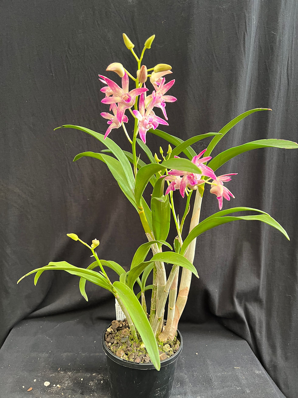 Thumbnail: Dendrobium Grace Robson x Aussie Victory ‘Supper Natural’ first flowering 140mm