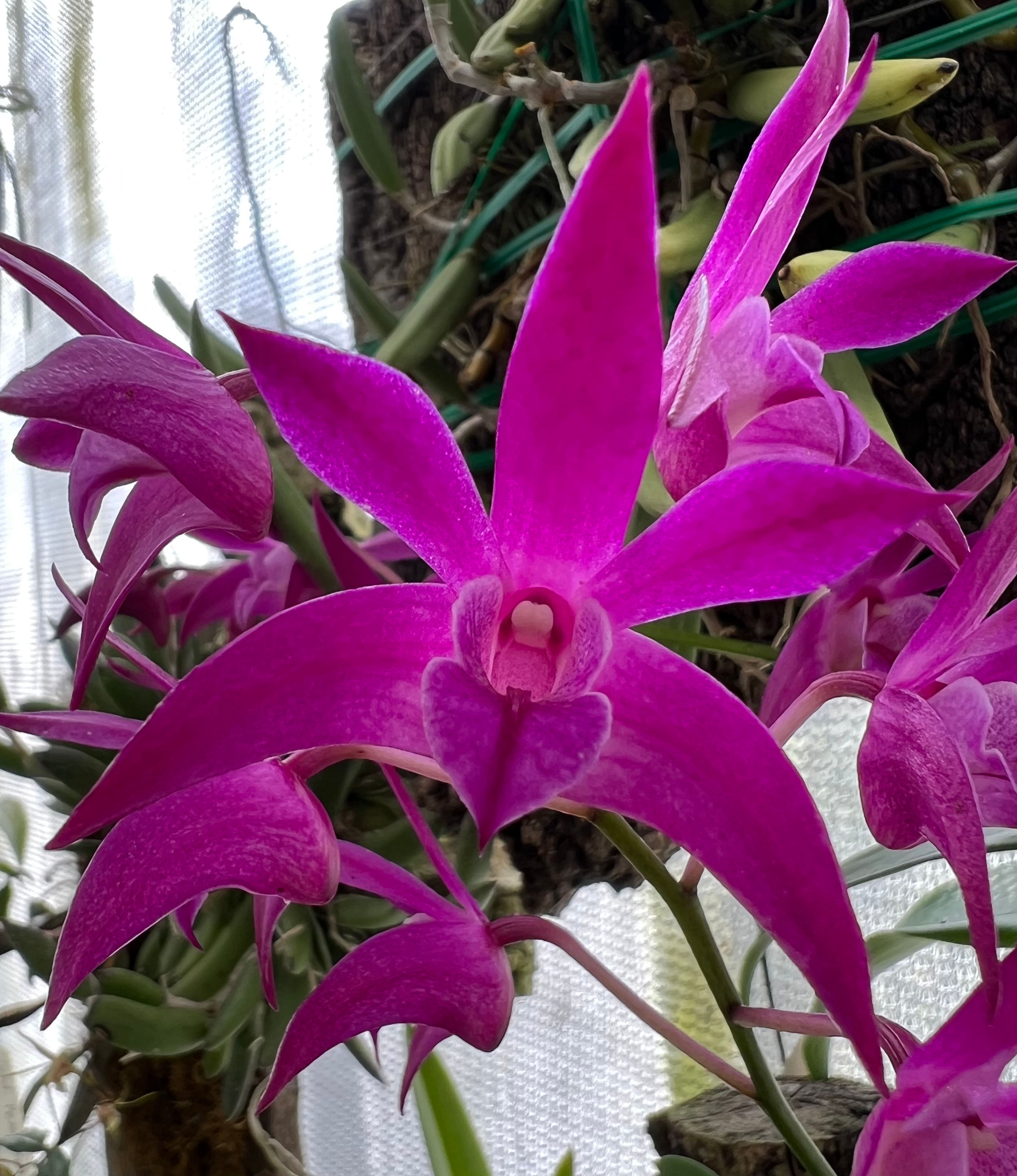 Dendrobium Donovan ‘Jessica’ bredstock division 150mm pot