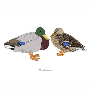 Ilustración naturalista de una pareja de ánade azulón, arte digital 2024.